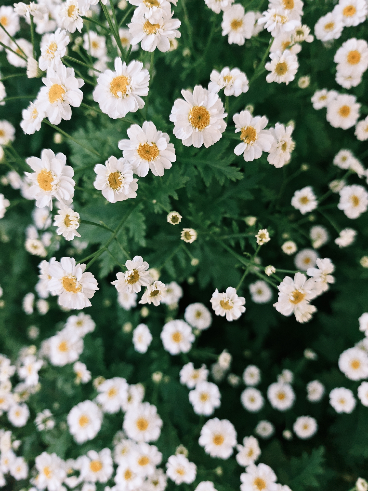 This is a top-down, close-up, eye-level shot of a dense cluster of white daisies with yellow centers. The flowers are in various stages of bloom, with some fully open and others still budding. The background is a deep, dark green, suggesting foliage. The lighting is soft and diffused, creating a dreamy and slightly romantic atmosphere. The image does not depict any specific location in Parkhomivka, Ukraine, nor does it contain any people, objects, or actions. It is a naturalistic scene of flowers.