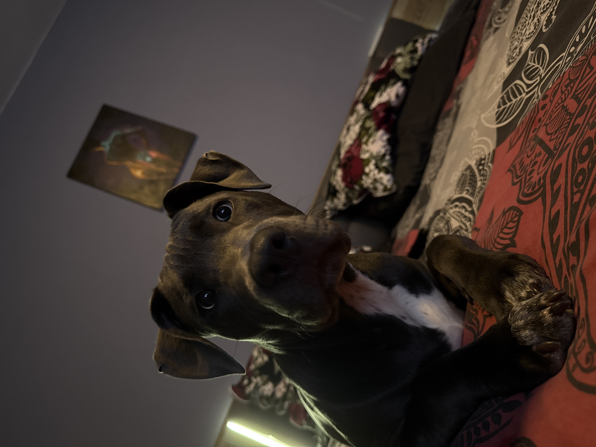 A brown dog with a white chest is lying on a bed with a red and black patterned comforter. The dog is wearing a brown hat. A painting hangs on the wall behind the dog. The location is unknown, but there is no evidence to suggest that it is in Varna, Bulgaria.