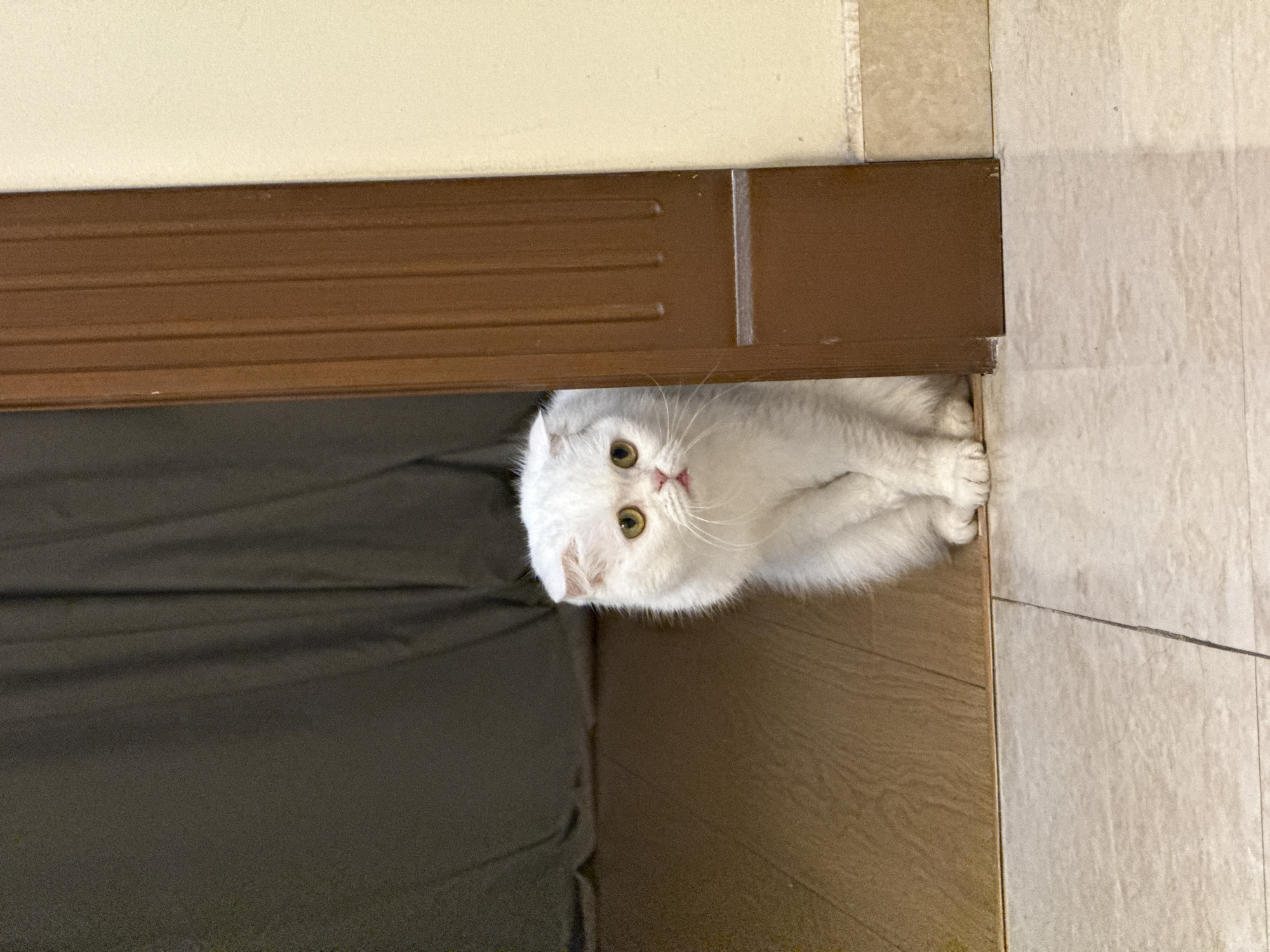 A white, folded-ear cat is visible partially under a dark brown doorway. The cat's face, paws and front portion of its body are visible. The cat has yellow eyes and a pink nose. Part of a dark grey bedspread or blanket is visible to the left. The floor is a light brown wood laminate on one side and light beige tile on the other. The image location is unknown; Yerevan, Armenia cannot be confirmed.