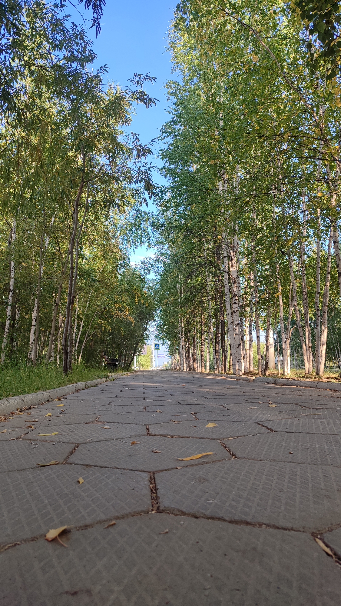 The image shows a paved walkway in a park or natural area. The walkway is made of hexagonal concrete pavers, and there are fallen leaves scattered on the ground. On either side of the walkway are rows of trees, primarily birch trees with white bark, and other deciduous trees with green leaves. The trees create a tunnel-like effect, with the walkway extending into the distance. The sky is blue and clear, suggesting a sunny day. In the distance, a pedestrian crossing sign is visible on the right side of the walkway. The scene appears to be a peaceful and natural setting within a populated area. This image could potentially be located in the city of Mirny, Russia, given its characteristic birch tree population and park-like areas. There are no people or animals visible in the image.