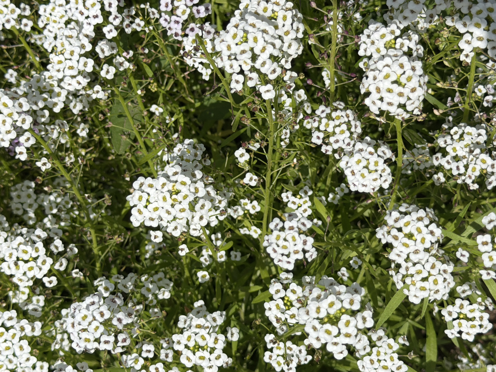 The image displays a dense cluster of small, white flowers with yellow centers, interspersed with green foliage. The flowers appear to be Sweet Alyssum, a common garden plant known for its fragrant blooms. The lighting suggests it is daytime, with sunlight illuminating the petals and casting subtle shadows. The scene is a close-up, filling the entire frame, and provides no discernible landmarks or context for location within Selanovtsi, Bulgaria. There are no people or actions depicted in the image.