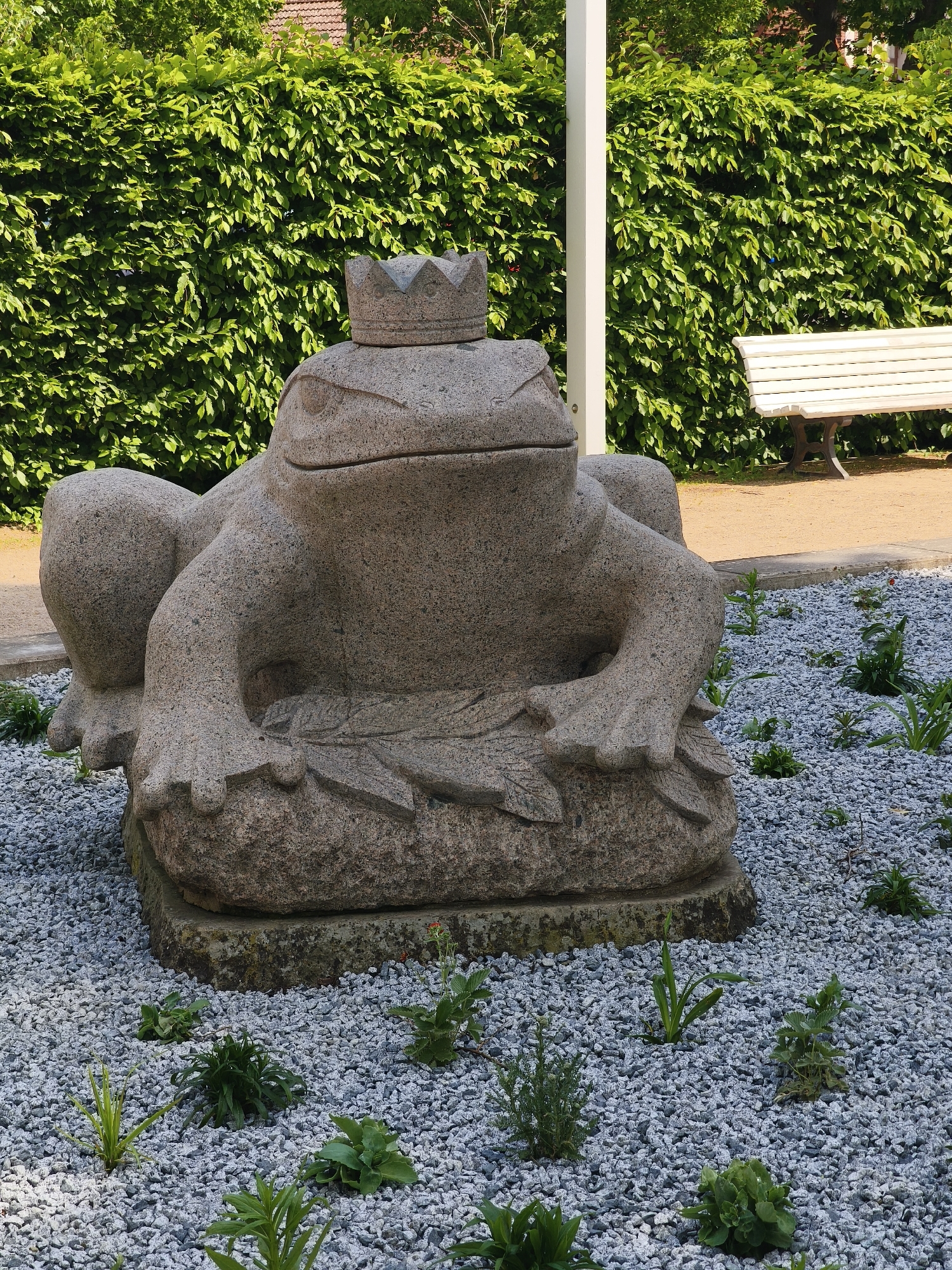 A medium shot captures a stone frog sculpture, wearing a crown, centered in a gravel garden. The statue is composed of grey stone, sits on a square base, and has carved details of a crown atop its head and leaf shapes at its base. Green plants are sparsely scattered throughout the gravel area. Behind the sculpture, a clipped hedge forms a uniform green backdrop, punctuated by a white pole and a distant white bench. The location is in the city of Unknown, Unknown.