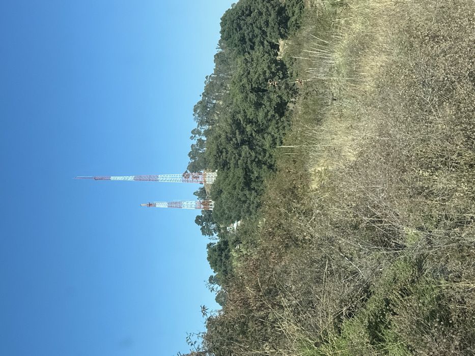 The landscape includes two red and white radio towers against a clear blue sky. They stand behind a dense green forest extending from the middle of the image upwards. The foreground shows a field of dry, beige-colored shrubs and vegetation. The photograph is taken on a sunny day, casting shadows within the forest and adding contrast to the dry vegetation.