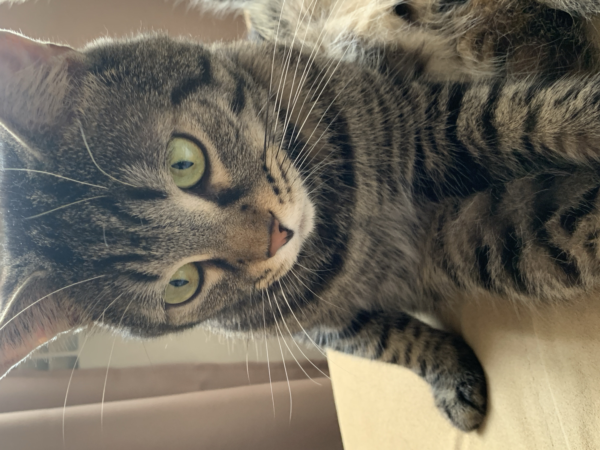 A close-up, eye-level medium shot captures a domestic tabby cat with green eyes. The cat is positioned in a relaxed, seated pose, facing slightly to the left. Its fur exhibits a pattern of brown and black stripes. The background consists of a blurred beige curtain and a light brown surface. The image was taken in the city of Stavropol, Russia.