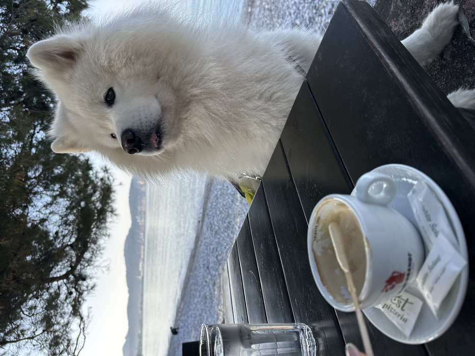 The image depicts an outdoor scene at a pebbled beachside establishment in Šušanj, Montenegro, during daylight hours under a clear sky. A large, fluffy white Samoyed dog is positioned at a dark, slatted wooden table, with its head and upper torso visible. The dog faces slightly right of the camera, its dark eyes looking forward, with a small portion of its pink tongue protruding from its mouth. A yellow-green harness with a silver metal leash clip is visible on its chest. One white, furry paw is discernible below the table.
On the table, to the left of the dog, is a clear, ribbed glass tumbler filled with water and ice. To the lower left, a white ceramic coffee cup with a handle sits on a matching saucer. The cup contains residual light brown liquid and a light-colored wooden stir stick. The cup features a red logo with text including "PIZZERIA," "EST 1989," and "BRANDT." Two white paper sugar packets are placed on the saucer. A human hand with light-colored fingernails is partially visible to the far left of the glass.
The background features a calm, light blue-grey body of water, leading to a distant coastline with multiple hills or mountains and a visible townscape with buildings. A small, dark, indistinct figure, possibly a person or animal, is visible on the pebbled beach near the waterline in the mid-distance. Overhead, dark green foliage from an unseen tree partially frames the upper left portion of the image. The scene suggests a relaxed atmosphere by the Adriatic Sea.