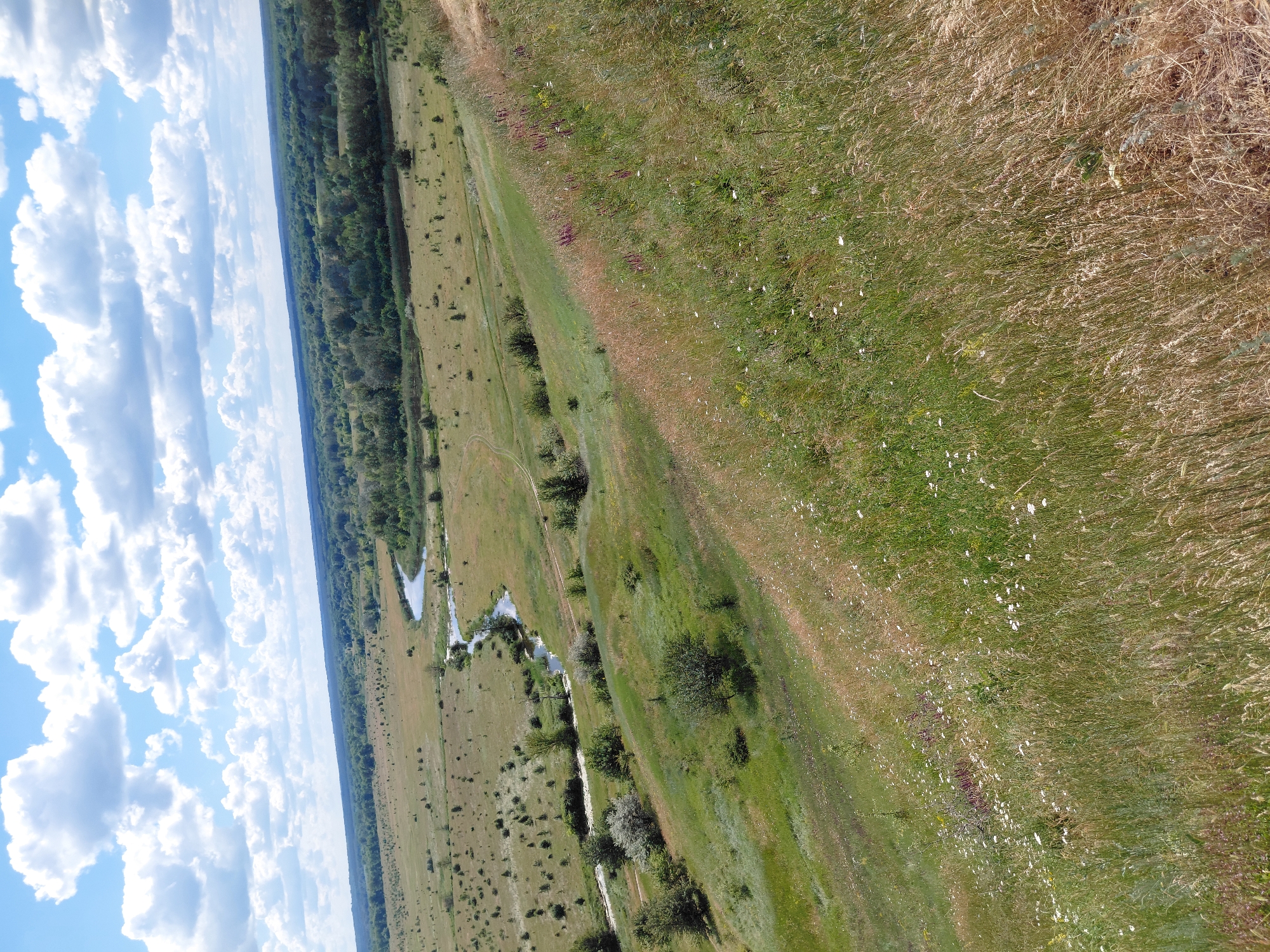 The image depicts a scenic overlook of a lush, rolling landscape under a bright, cloudy sky. In the foreground, a steep grassy slope is covered with a mix of tall grasses, wildflowers (including white daisies and purple blooms), and scattered patches of green vegetation. The slope leads down to a valley where a winding river snakes through a meadow dotted with sparse trees. Beyond the meadow, a dense forest stretches across the horizon, creating a verdant backdrop. The sky is a vibrant blue, filled with fluffy white cumulus clouds, suggesting a pleasant, possibly summer day. The overall impression is one of natural beauty and rural tranquility, with no people or man-made structures immediately visible in the scene. This landscape is characteristic of the natural areas found in and around Ustyvytsia, Ukraine.
