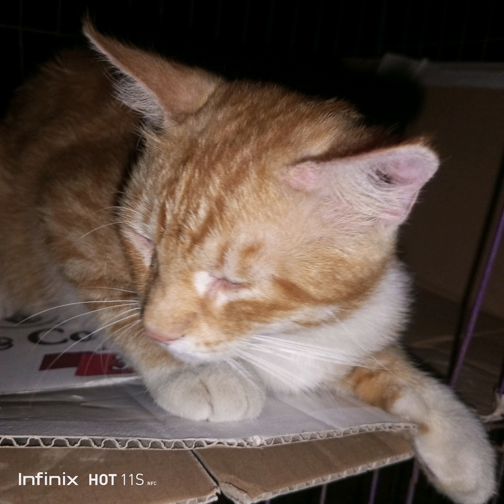 An orange and white cat with its eyes closed is resting on a cardboard surface. The cat is positioned in the center of the frame, facing to the right. Its fur is short and appears to be a light orange with white markings on its chest and paws. The background is dark, suggesting an indoor environment. The word "Infinix HOT 11S NFC" is visible in the lower left corner of the image, indicating the phone model used for the photograph. The exact location within Sukaslamet, Indonesia, cannot be determined from the image alone.