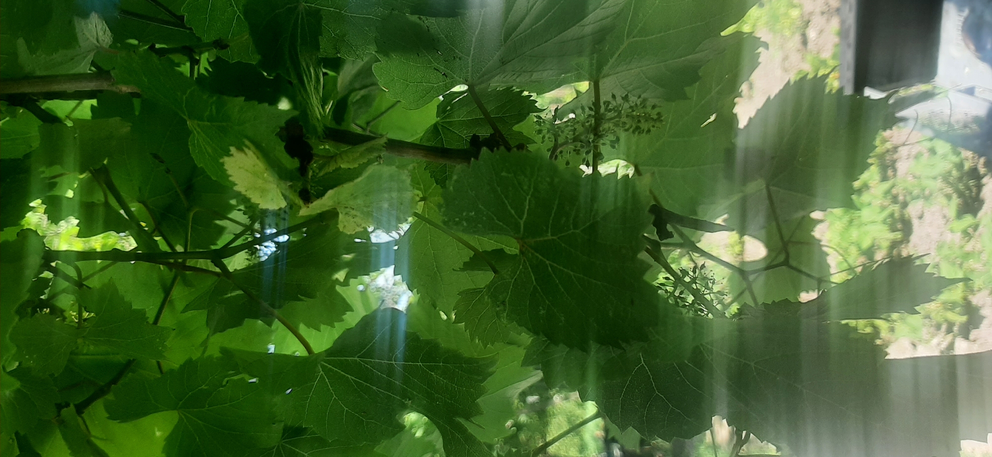 The image displays a close-up view of lush green grapevines, their leaves dominating the frame. Sunlight filters through the foliage, creating bright highlights and casting shadows. The detailed veins on the large, lobed leaves are clearly visible. Interspersed among the leaves are small clusters of developing grape bunches, their tiny green florets apparent. The background is softly blurred, suggesting an outdoor environment with hints of earth and vegetation. This scene likely depicts a vineyard or garden in Yessentukskaya, Russia, during the growing season, showcasing the natural beauty of the plant's early development.