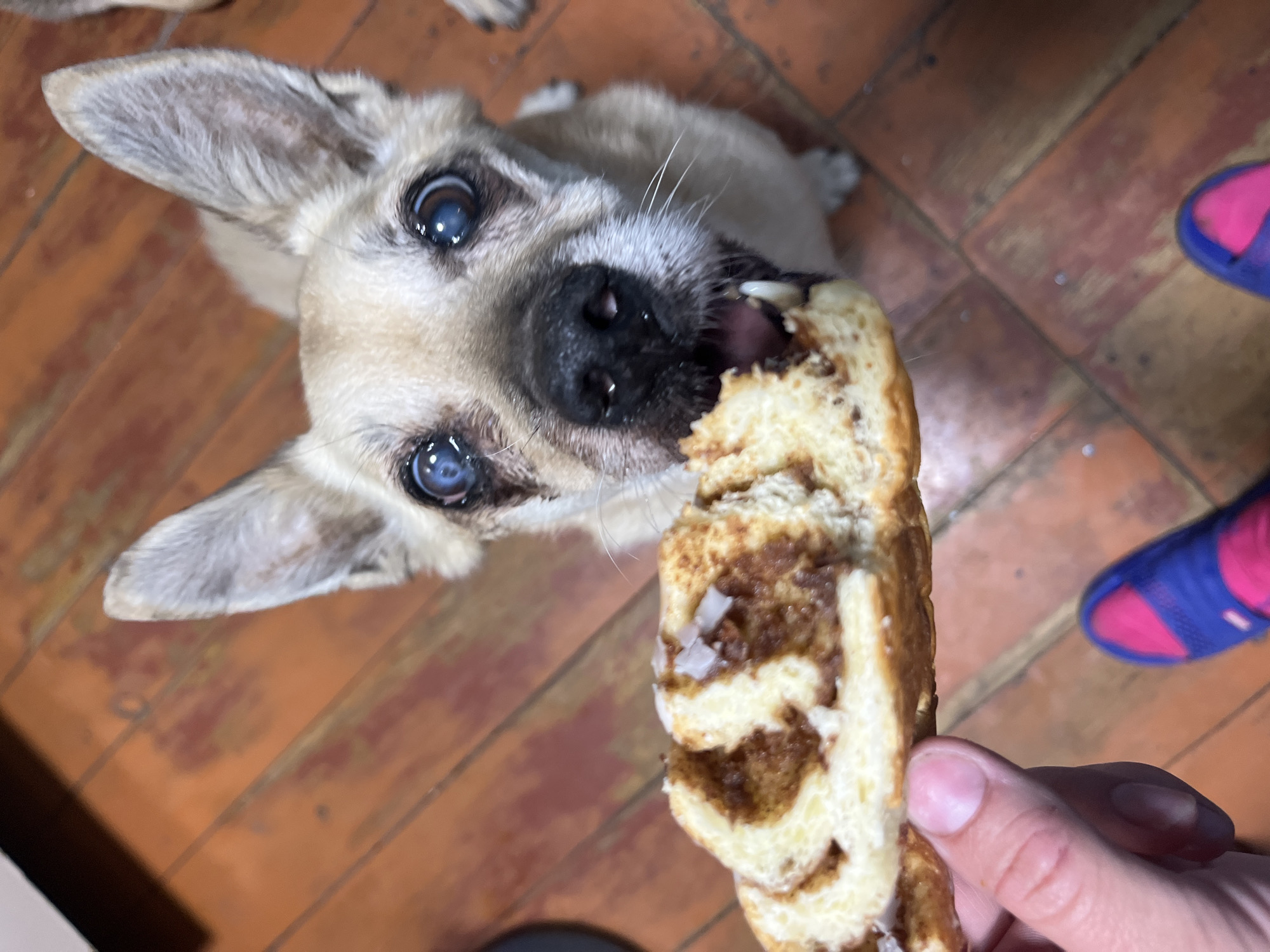 A tan dog with large, blue eyes is in the process of eating a cinnamon roll held by a hand. The dog is positioned at the top of the frame, looking upwards. The cinnamon roll is partially eaten, with the filling and dough visible. A hand is holding the cinnamon roll at the bottom right of the frame. Part of a pair of slippers, blue and pink, are also in the bottom right. The floor is covered with brown tiles. There is no indication this image was taken in Nizhny Tagil, Russia.