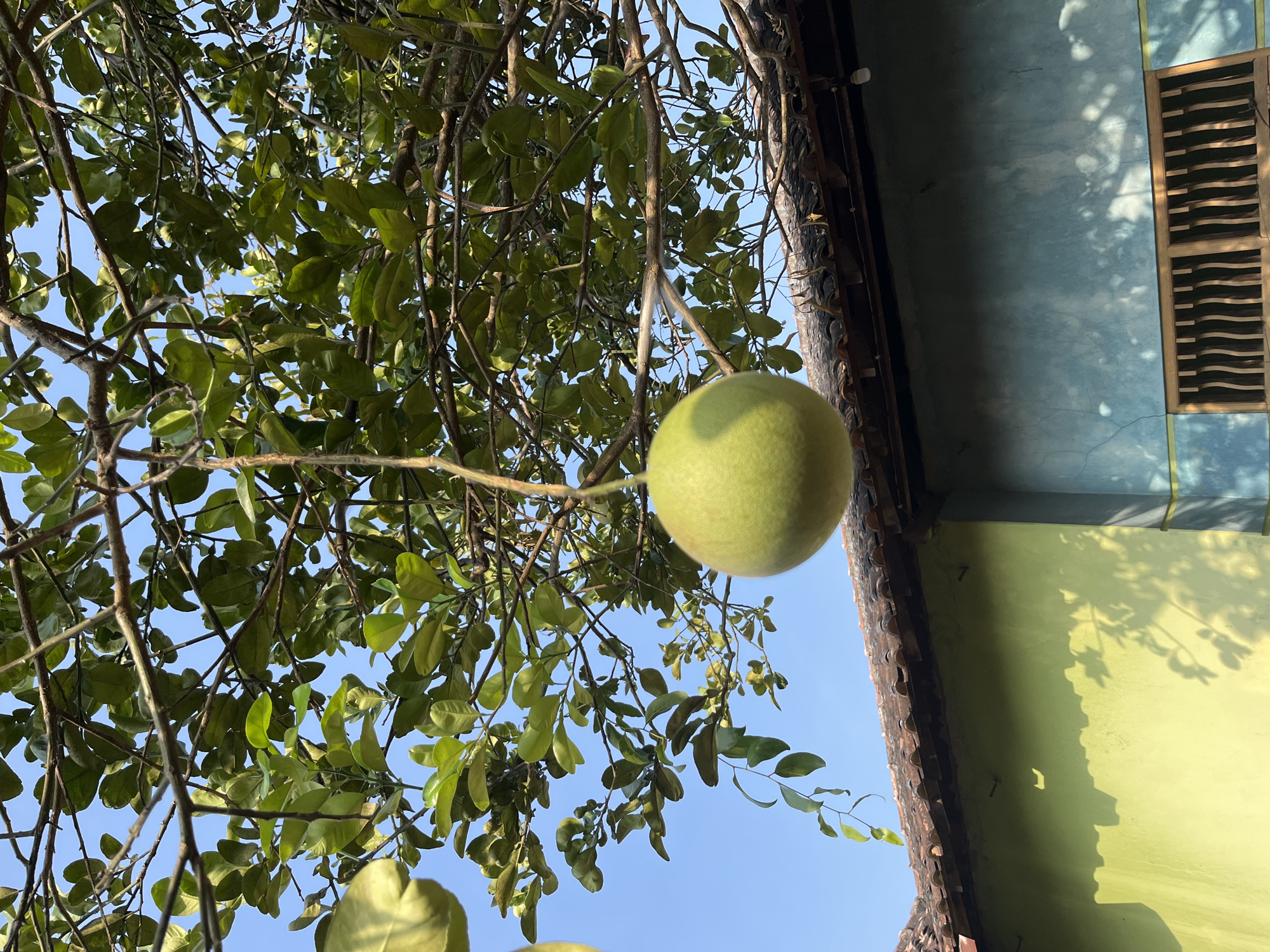 An outdoor, eye-level, close-up shot captures a ripening pomelo hanging from a tree branch against a clear blue sky. The pomelo is a pale green, spherical fruit, approximately 8-10 inches in diameter. It is suspended by a short, thin stem. The tree's branches, covered in lush green leaves, fill the upper portion of the frame.
Below the tree, a single-story building with a tiled, red-brown roof is visible. The building's exterior walls are painted in two distinct colors: a vibrant lime green on the left and a muted teal blue on the right. The lime green wall shows some textural imperfections and shadows cast by the tree branches and leaves. The teal blue wall is smoother and features a window with a slatted wooden grill. The overall scene suggests a tranquil, rural environment in Glagah Kulon, Indonesia, likely a residential area given the building's architecture. There are no people or animals present in the image. The lighting indicates it is daytime, likely morning or afternoon, with the sun casting distinct shadows.
