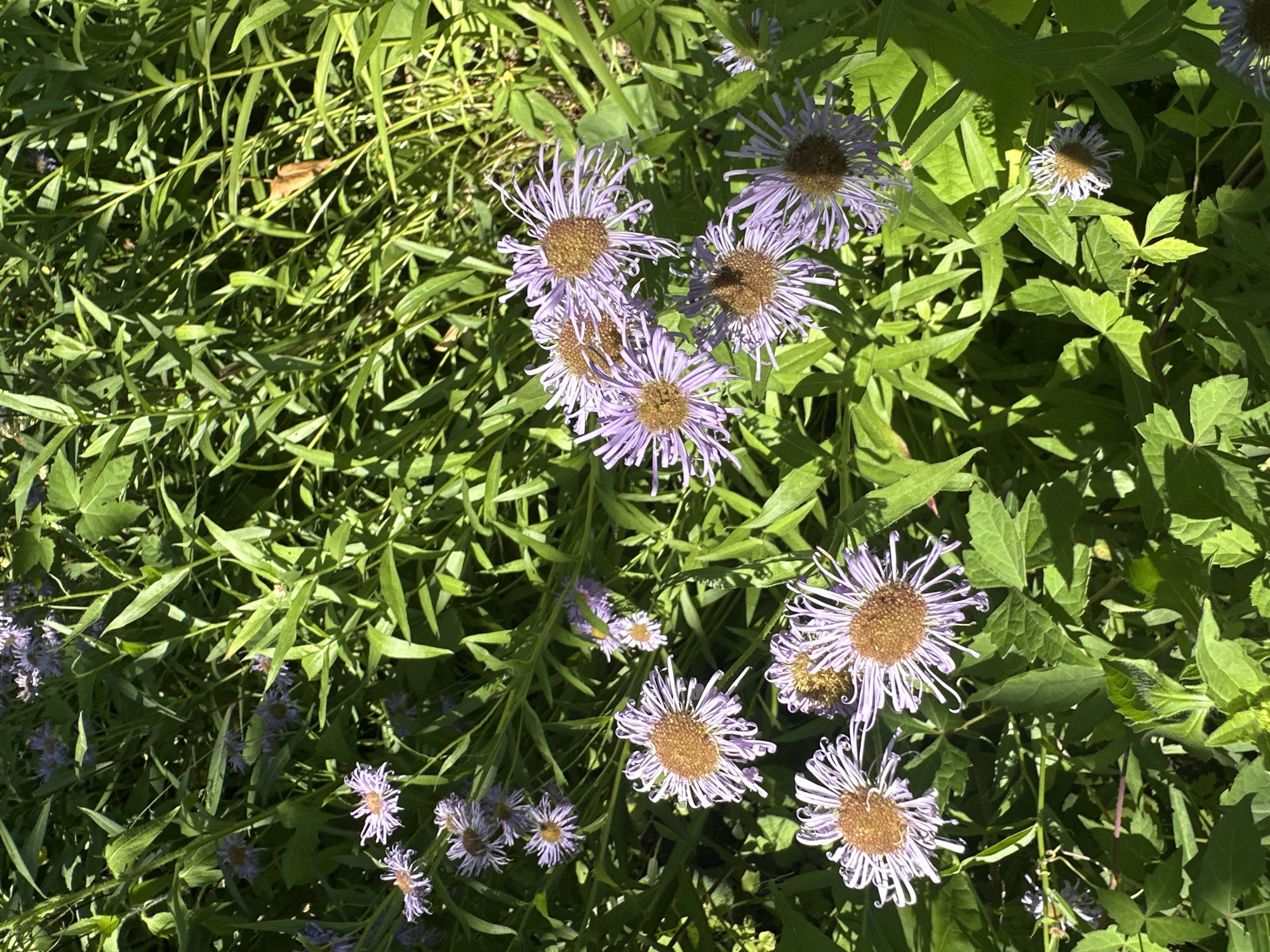 A high-angle, close-up shot captures a cluster of purple wildflowers in full bloom, their delicate, spiky petals radiating from brown centers. The flowers are interspersed with lush green foliage, some leaves broad and some long and slender, creating a vibrant natural tapestry. Sunlight filters through the leaves, casting dappled shadows and highlighting the texture of the petals and the veins on the leaves. The overall impression is one of a sunny day in a garden or meadow. Some of the flower heads appear to be in various stages of bloom, with a few buds and some fully open blossoms. The background is a soft blur of more greenery, suggesting a dense planting. The scene is peaceful and evokes a sense of summer or late spring. No text is visible in the image.