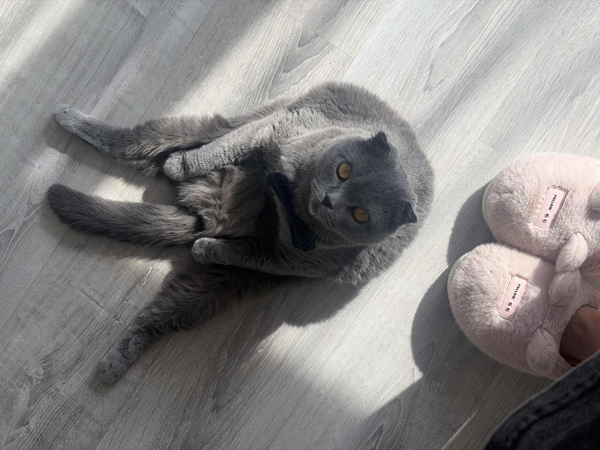 A medium-shot image shows a gray cat, likely a Scottish Fold, lying on a light gray wood-look floor. The cat is positioned diagonally in the frame, with its head angled toward the upper right and its body stretched out towards the lower left. It has yellow eyes and is looking directly at the camera. Next to the cat are a pair of pink fuzzy slippers. The floor shows the texture of the wood-look material and subtle sunlight shadows.