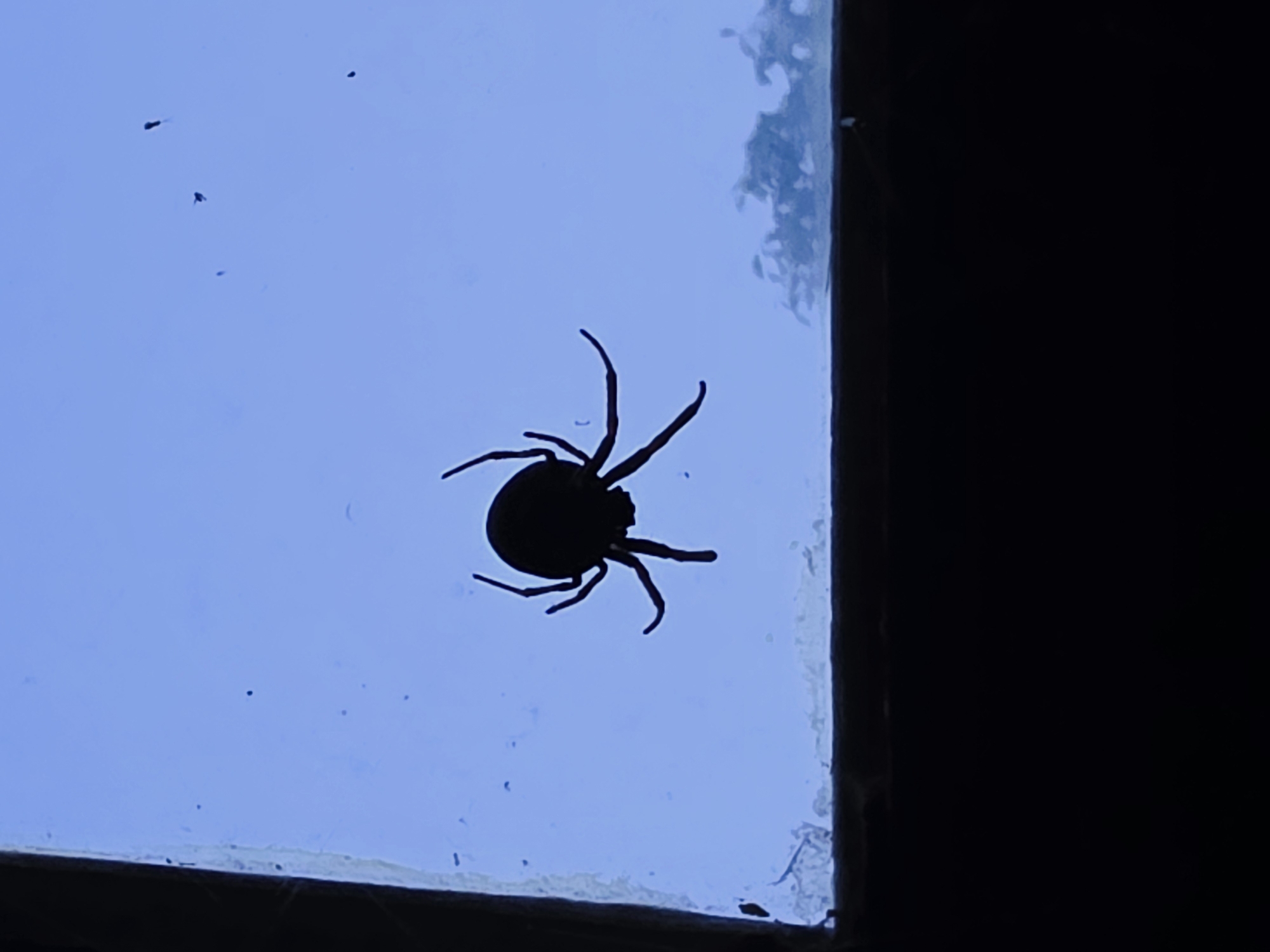 A silhouette of a spider is positioned centrally on a light blue surface, likely a window. The spider appears to be viewed from below, with its legs splayed outwards, giving it a dynamic pose. The background is a uniform light blue, possibly the sky or a painted surface, with some indistinct smudges and specks, particularly on the left side of the frame and near the bottom edge. The bottom portion of the image is a dark, solid mass, suggesting the presence of an object or structure blocking the light from below. The overall impression is that of a spider on a windowpane, potentially in an urban environment.
The image does not contain any elements that would allow for a specific location within the city of Varna, Bulgaria. The scene is generic and lacks any identifying landmarks or features.