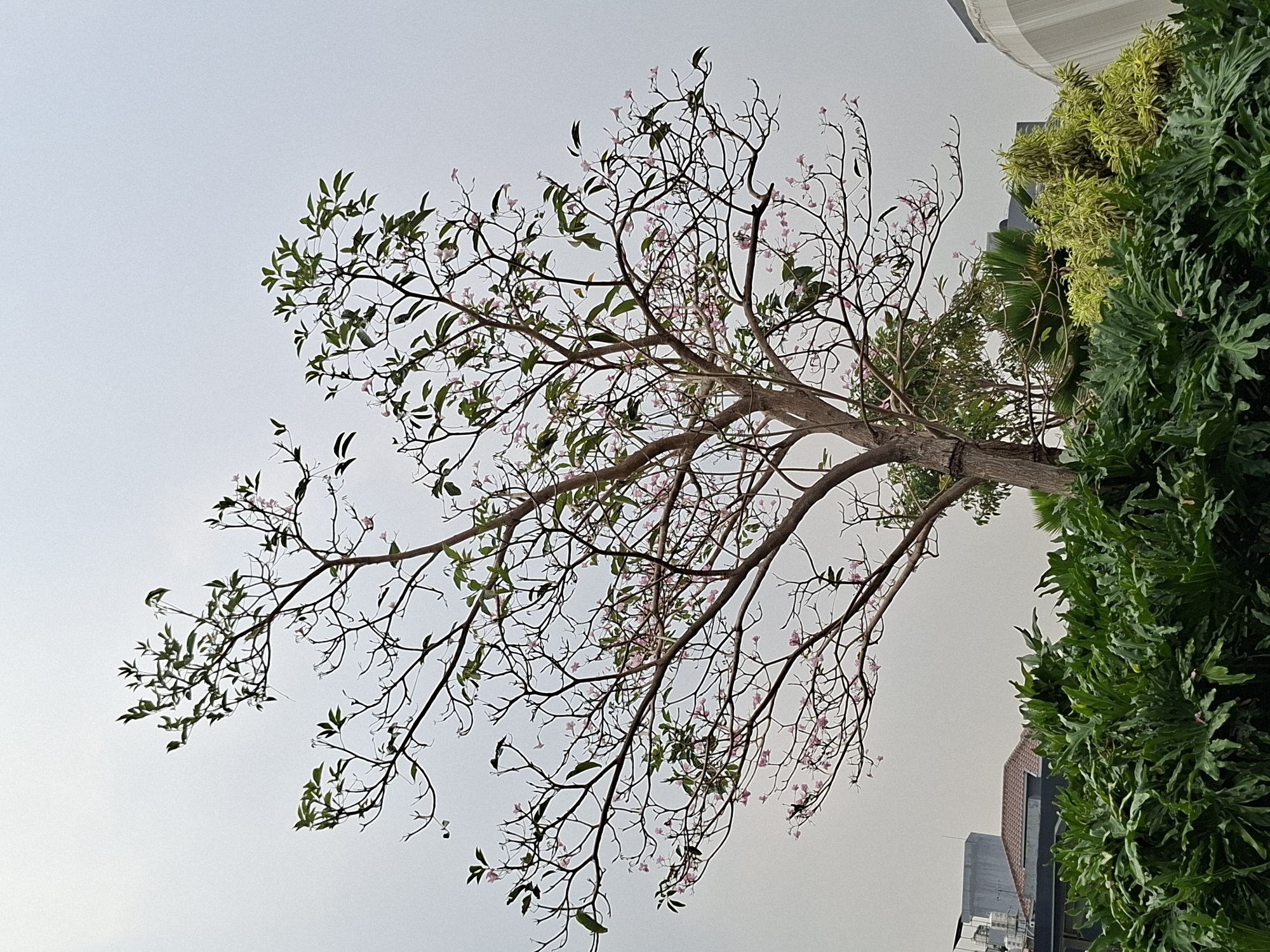 The image depicts an outdoor scene on an overcast day in West Jakarta, Indonesia. In the foreground, a dense arrangement of lush green foliage is visible. Behind the foliage, a medium-sized tree with a trunk and branches is prominently featured, bearing a sparse scattering of small pink flowers and green leaves. The tree's branches are delicate and spread widely against the hazy sky. In the background, urban structures are discernible, including a multi-story building with a brown tiled roof, and a portion of a modern white building with a curved facade. The overall impression is one of a semi-urban environment with a focus on greenery and flora.