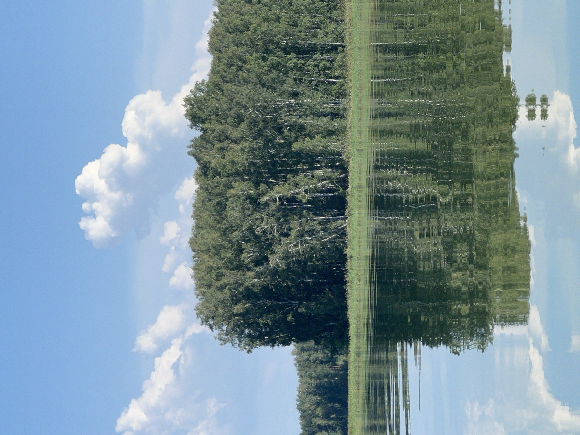 A serene, full-frame vertical shot captures a picturesque landscape in Beregovoe, Russia, dominated by a dense, verdant forest line bordering a calm body of water. The forest, primarily composed of birch trees with their distinctive white bark, stretches across the horizon, a lush wall of green foliage under a bright blue sky. Scattered across the sky are fluffy, white cumulus clouds, adding depth and texture to the overhead expanse. The water in the foreground is glassy, reflecting the trees, the sky, and the clouds with remarkable clarity, creating a mirrored image that almost perfectly duplicates the scene above. The reflection is so precise that the distinction between the real and reflected world is blurred, enhancing the tranquil and almost surreal quality of the image. The water's surface exhibits subtle ripples, causing the reflections to waver slightly, suggesting a gentle breeze. The shoreline between the water and the forest is marked by a strip of green grass and smaller vegetation, further emphasizing the natural setting. There are no people or any man-made objects visible in the scene, contributing to the feeling of untouched natural beauty.