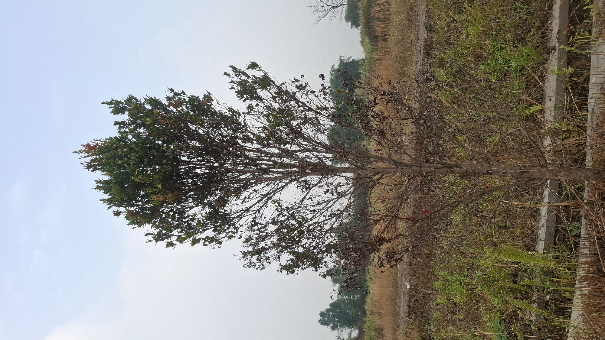 A medium shot captures a lone, moderately sized tree in the foreground, its trunk relatively thin and branching out to support a canopy of dark green leaves. The tree appears to be in a state of transition, with some branches bare and others showing signs of dryness or decay, interspersed with healthy foliage. The background is a landscape of dry, tall grasses and some patches of green vegetation. In the distance, a line of trees forms a natural boundary against a hazy, pale sky. The setting suggests an outdoor environment, possibly a field or undeveloped area on the outskirts of Cibinong Hilir, Indonesia, under an overcast or early morning light.