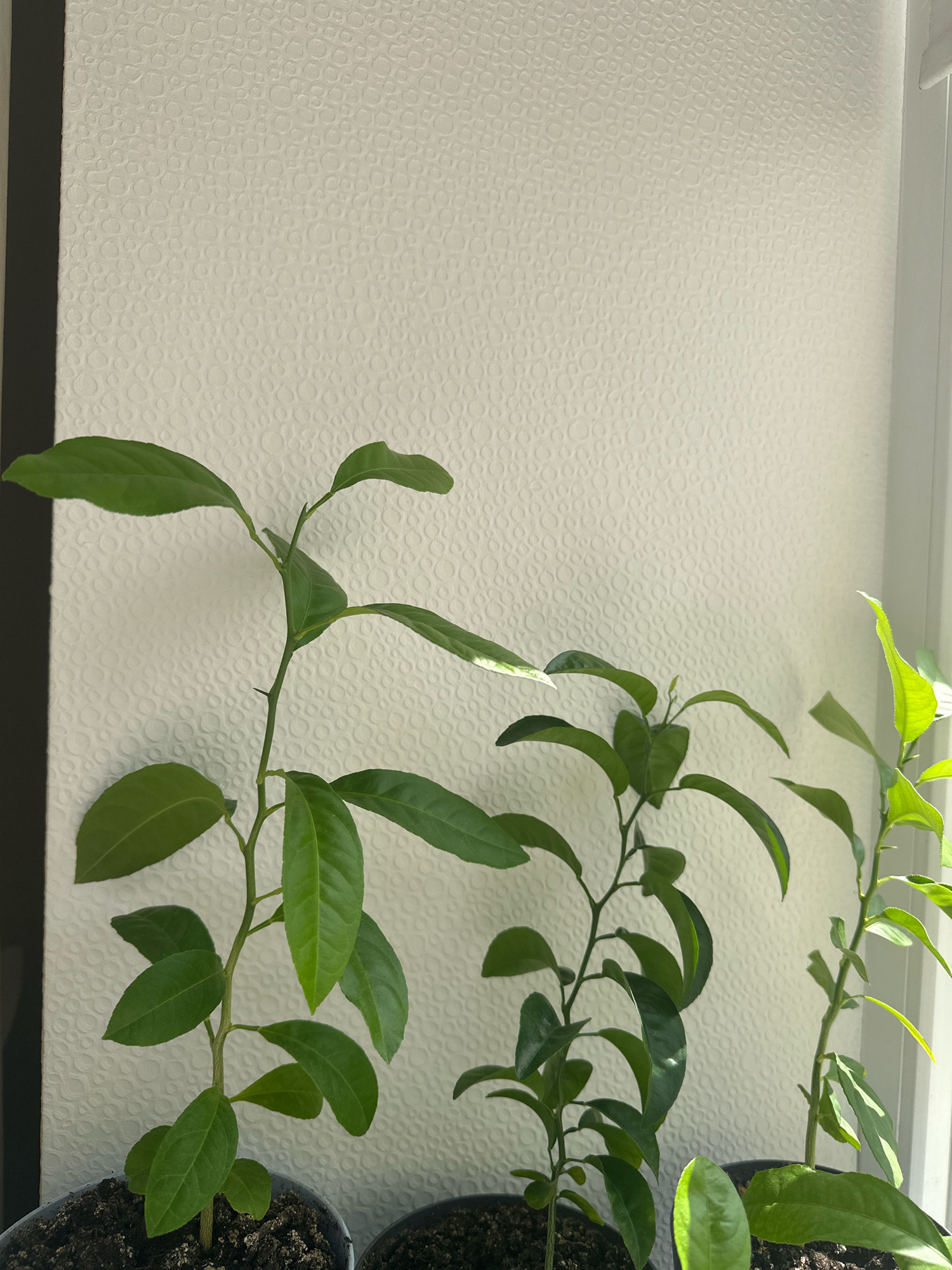 The image shows three small potted plants with green leaves, likely seedlings, arranged in front of a textured white wall. The plants are placed near a window, as indicated by the bright light and a sliver of white trim visible on the right side. The wall has a repeating circular embossed pattern. The plant on the left is the tallest and has several branches with leaves. The middle plant is shorter, with fewer leaves. The plant on the right is also short and has bright green leaves that are catching the light. The pots are dark and filled with soil. No people or animals are visible. The scene is indoors and appears to be a domestic setting.