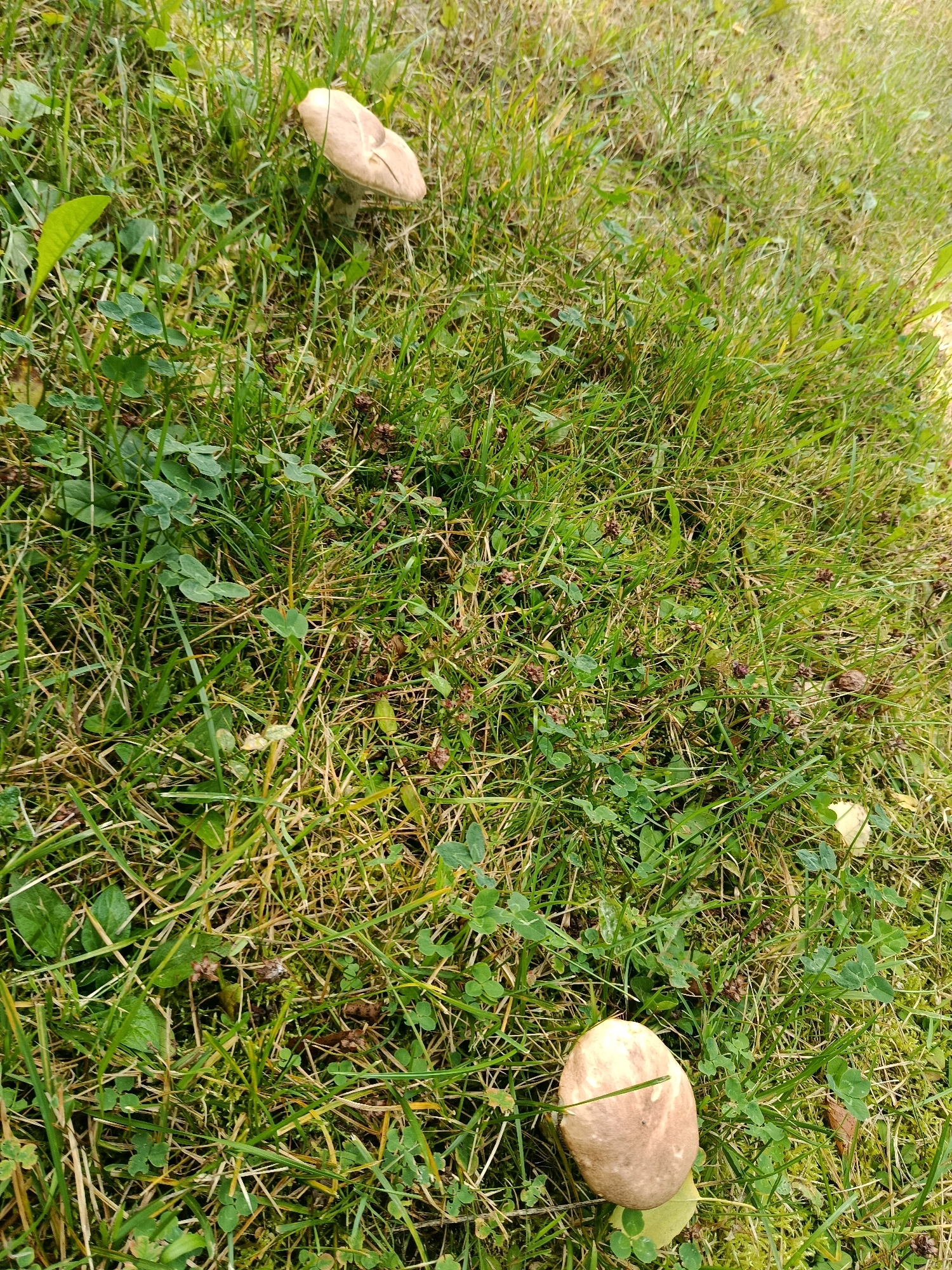 Two mushrooms are visible in a grassy area with clover. One mushroom is in the upper left portion of the image, and the other is in the lower right. The mushrooms have light brown caps and lighter colored stems. The grass is green and appears to be somewhat dry in places. There are also small, dark brown seed heads scattered among the grass.
