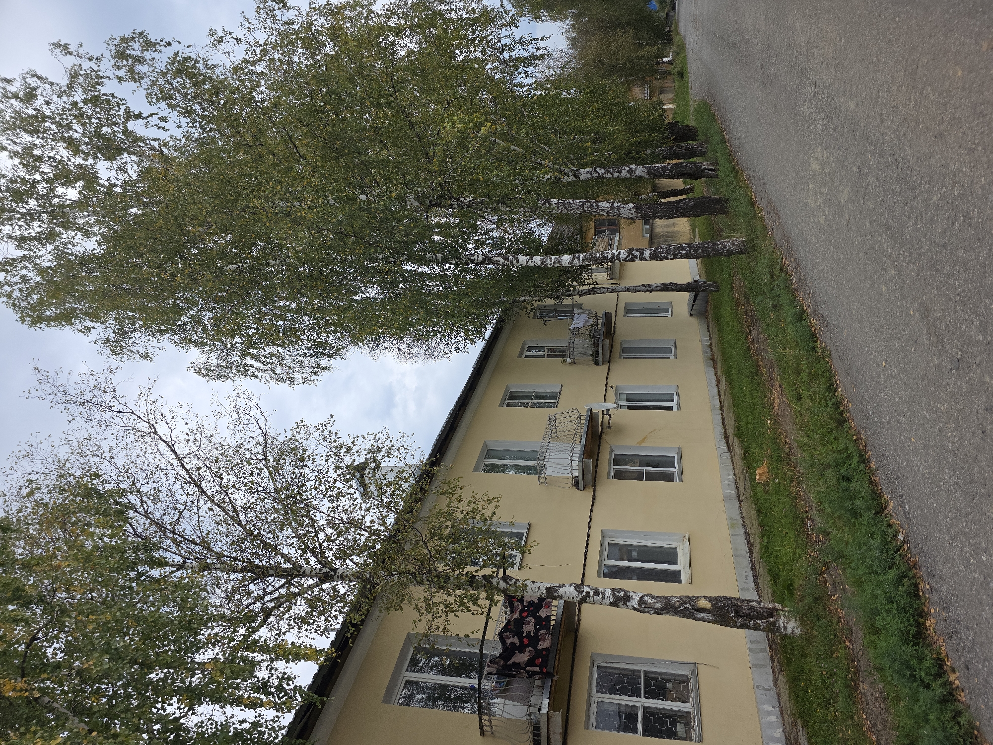 The image depicts a street scene in Magnitka, Russia. A pale yellow, two-story apartment building with several windows and balconies lines the left side of the frame. A row of tall birch trees with white bark and green foliage stands between the building and the paved road on the right. The road appears to be asphalt and shows signs of wear. A patch of grass and fallen leaves is visible between the building and the road. The sky is overcast. There are no people or vehicles clearly visible in the image.