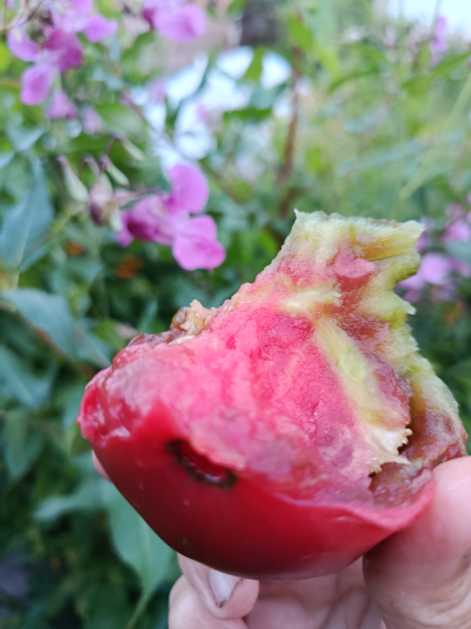 A close-up shot captures a person's hand holding a partially eaten, red and green fruit, likely a tomato, outdoors. The background is blurred, revealing pink flowers and green foliage, suggesting a garden setting. The specific location in Verea, Russia, cannot be determined from the visual information provided. The focus is on the texture and colors of the fruit, with the hand and background serving as context.