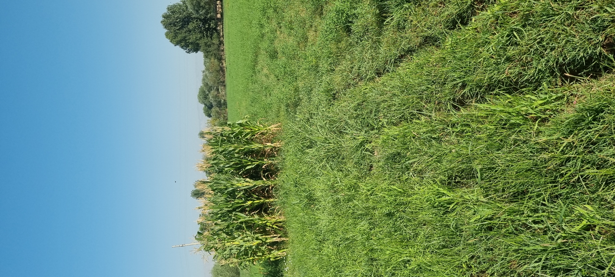 The image depicts a rural landscape under a clear blue sky. In the foreground, a field of lush green grass occupies the majority of the frame. To the left, a small patch of corn stalks stands tall, their green leaves and yellow tassels clearly visible. Beyond the corn, a line of trees forms a natural border, with a larger, mature tree visible further to the right. The terrain appears flat and agricultural. There are no people or animals visible in the scene. The image was taken in the city of Ҷомӣ, Tajikistan.