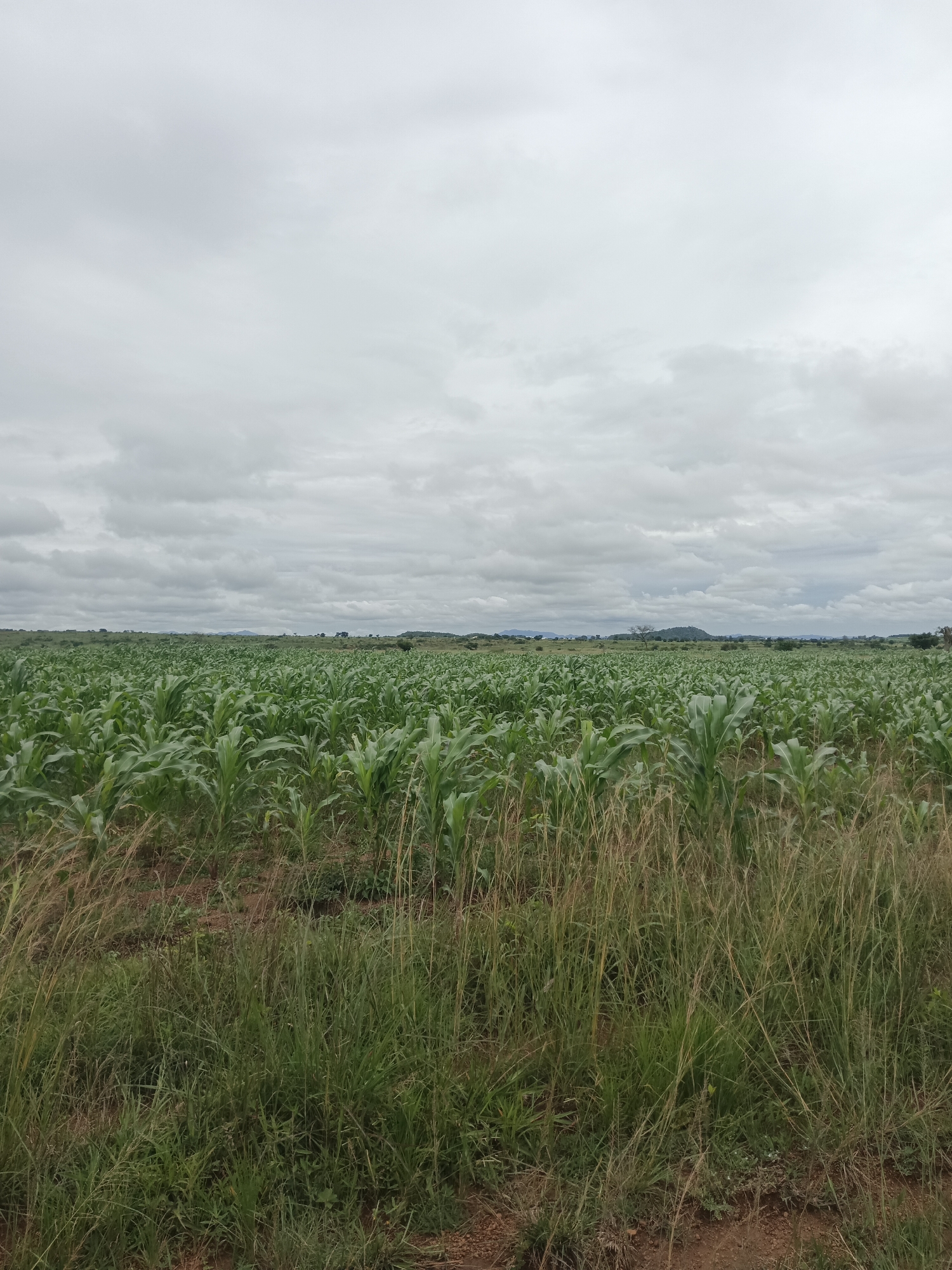 A wide shot captures a vast, cloudy sky over an expansive cornfield in North Ropp, Nigeria. The corn plants, predominantly green and lush, stretch towards the horizon, indicating a healthy crop. The foreground features tall, dry grass and a dirt path, suggesting the edge of the cultivated area. The overall environment appears rural and agricultural, under a diffused, overcast sky.