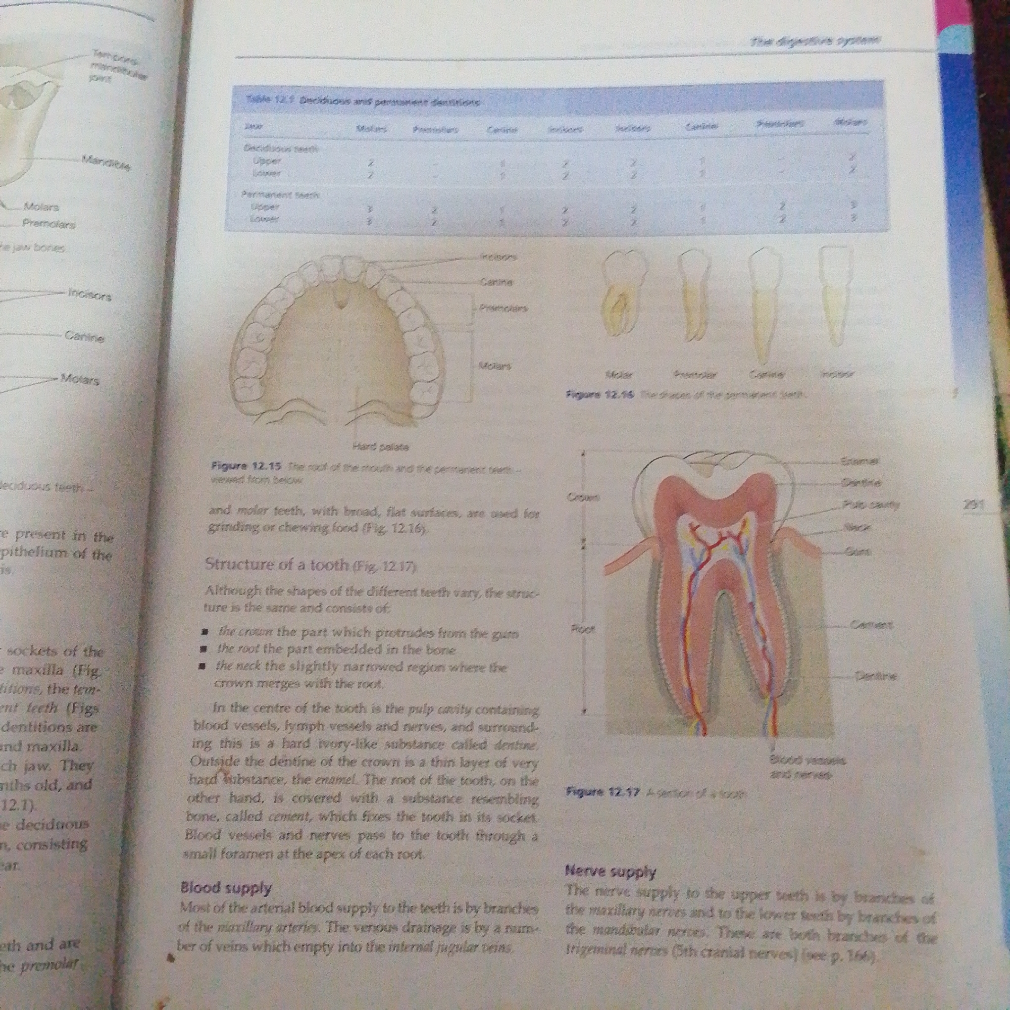 The image displays a page from a biology textbook discussing the digestive system, specifically focusing on teeth. It includes a diagram of the human jaw with labels for different types of teeth, a table comparing deciduous and permanent teeth counts, and illustrations of individual teeth and a cross-section of a tooth. The text describes the structure and function of teeth, blood supply, and nerve supply. There is no information about Jalingo, Nigeria, or any forensic details in the image.
