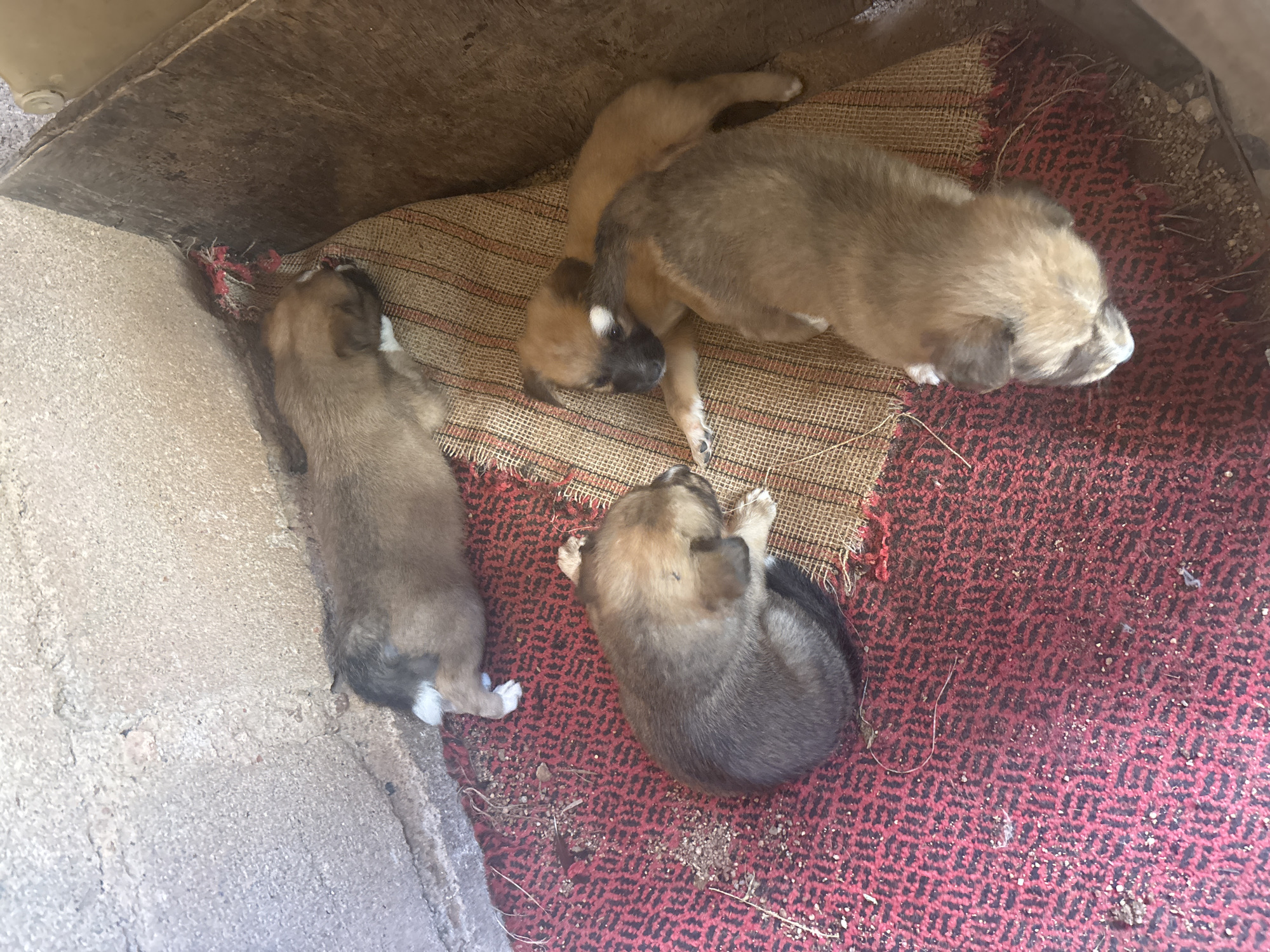In Kuru Karama, Nigeria, four puppies rest on woven mats placed between concrete walls and a wooden structure. One puppy lies stretched out along the concrete wall, while the others are clustered on the mats. The mats are placed on the ground that has scattered debris.