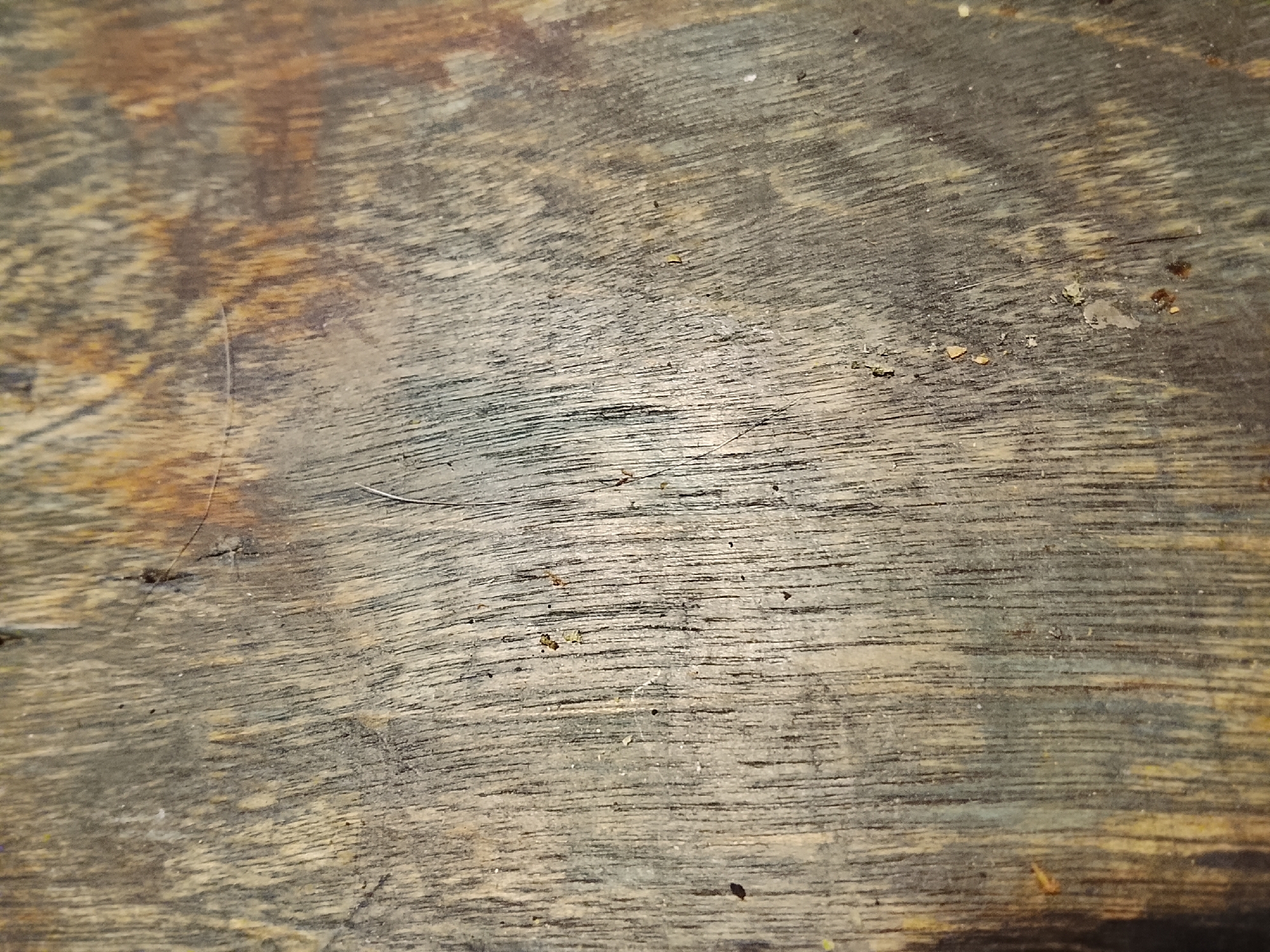 The image shows a close-up of a weathered wooden surface. The wood grain is prominent, with varying shades of brown and gray. There are small debris scattered on the surface. The provided information about Высокиничи, Russia, has no relevance, as the image does not depict a location.