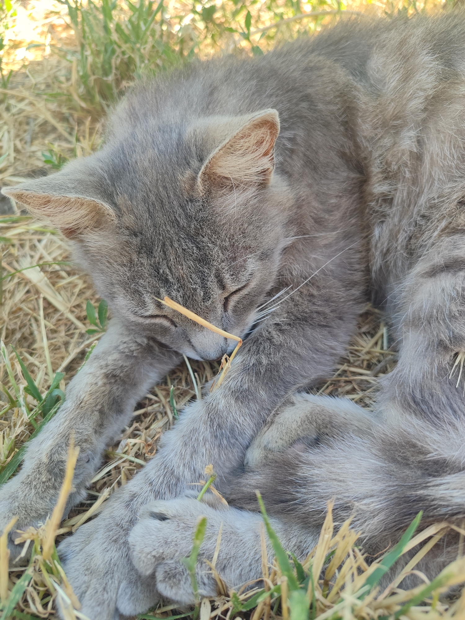 A close-up, high-angle shot shows a light gray cat sleeping on a bed of dry grass and green shoots. The cat is curled up on its side, with its paws tucked underneath its body. A single piece of dry grass rests horizontally across the cat's nose and closed eyelids. The cat's fur is long and appears somewhat ruffled. The background is blurred, suggesting the focus is entirely on the sleeping feline. The environment appears to be outdoors, in a grassy area, possibly in the vicinity of Novosamarka, Ukraine. No other subjects or actions are visible.