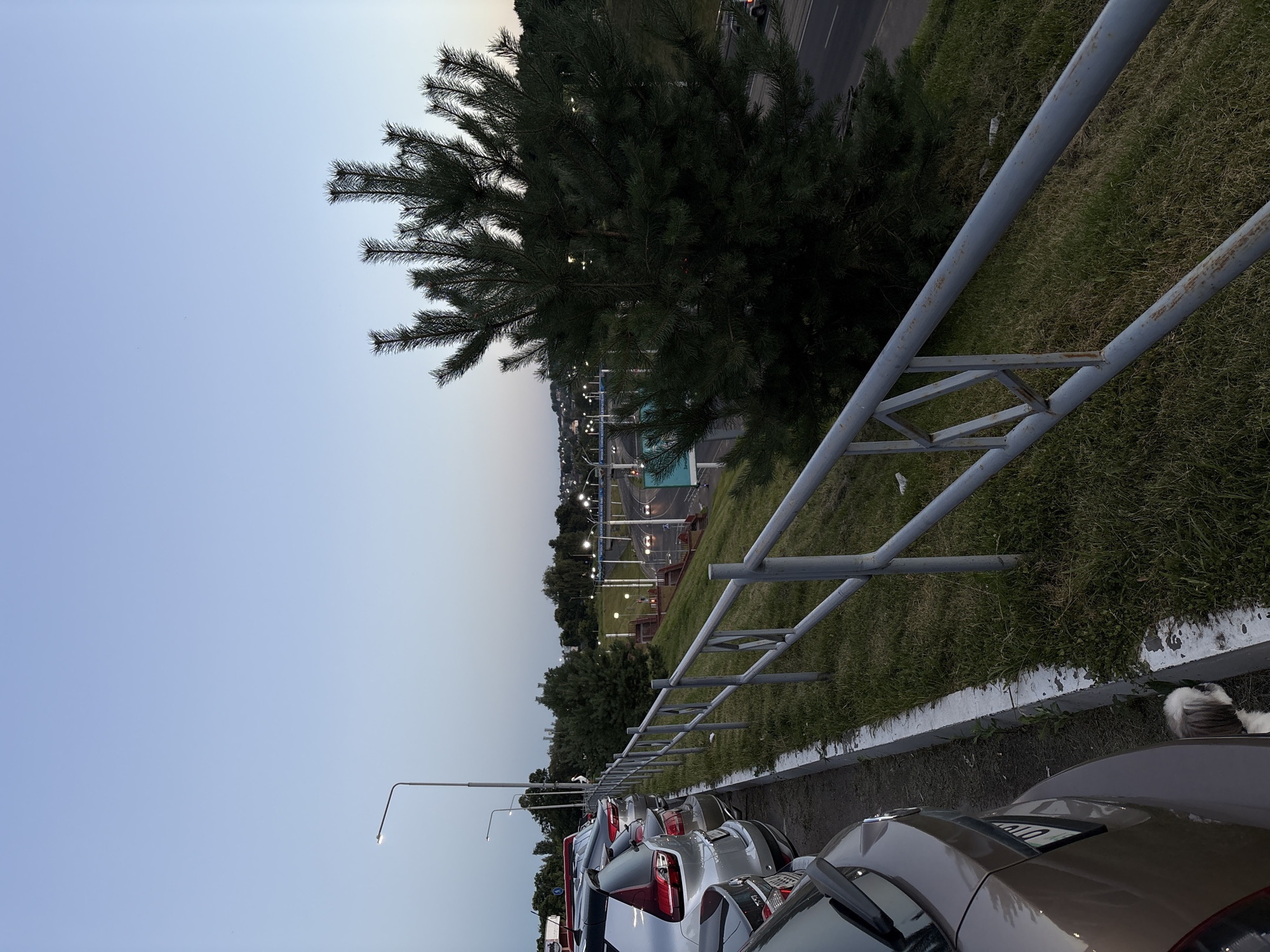 The image captures an outdoor scene, likely a parking lot adjacent to a road, with a gentle slope covered in grass and a metal railing. The sky is a clear, pale blue, suggesting either early morning or late evening. In the foreground, several cars are parked in a line, angled slightly towards the viewer. A light brown car is most prominent on the left, showing its rear end. To its right, a silver car is visible, followed by other vehicles. A small, white and brown dog is seen peeking out from behind the curb near the light brown car.
Beyond the parking lot, the grassy slope leads down to a road where vehicles are driving, their headlights visible as streaks of light. Streetlights line the road, illuminating the area. A dense evergreen tree is situated on the slope, partially obscuring the view of the road and the distant cityscape. The cityscape in the background consists of buildings and more streetlights, indicating an urban environment. Text on a sign in the distance appears to be in Cyrillic script, which is consistent with the location being in Vitsebsk, Belarus. The overall impression is one of a quiet, transitional time of day in a suburban or semi-urban area.