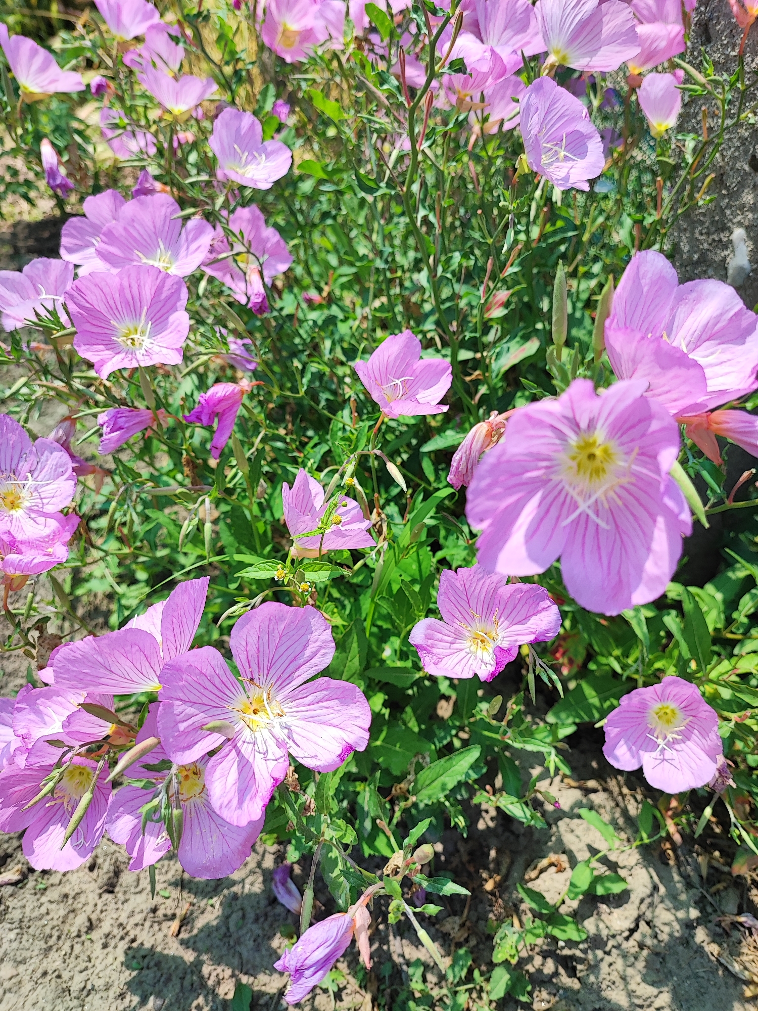 The image displays a vibrant outdoor scene featuring a dense cluster of blooming flowers, identified as the location in Kadievo, Bulgaria. The primary subjects are numerous, open, five-petaled flowers, predominantly light pink to lavender in color. Each flower presents a distinct bright yellow center composed of anthers, surrounded by white pistils/stamens, with prominent parallel veining visible across the petals. These flowers are robustly intertwined with and supported by abundant, vibrant green herbaceous foliage and stems, filling the majority of the frame. Patches of dry, light brown, somewhat clumpy soil are visible at the base of the plant clusters, particularly in the lower left and lower right sections. The scene is brightly illuminated by direct sunlight, evidenced by subtle shadows cast on some petals and the ground. In the upper right background, a blurred, grey, rough-textured surface, possibly a wall or stone structure, is partially visible. No people or explicit actions are discernible within the frame.