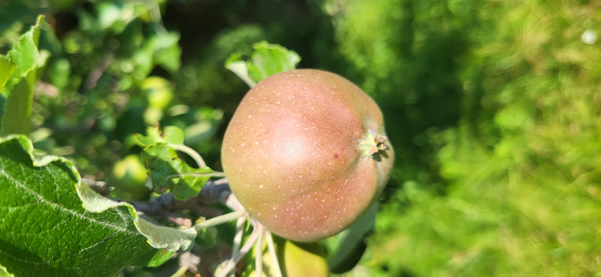 An apple is hanging from a tree branch, surrounded by green leaves and foliage. The apple is light brown with small white speckles and has a stem at the top. The background is blurred green, suggesting a natural outdoor environment, possibly a garden or orchard. The lighting indicates a sunny day. The specific location in Tetianivka, Ukraine, is not discernible from the image.