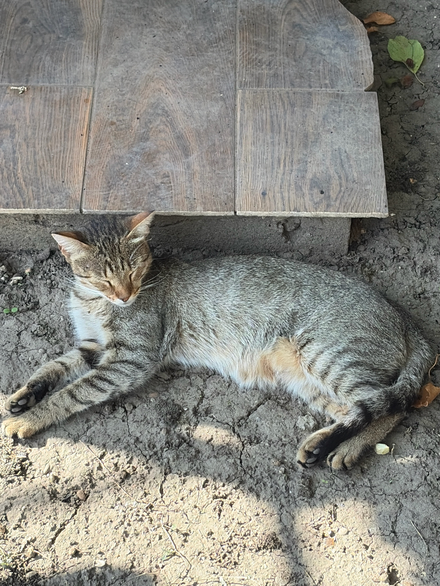 A tabby cat is lying on dry, cracked earth, with its eyes closed. The cat is positioned lengthwise, with its head on the left and its tail on the right. Behind the cat, a section of a wooden surface, possibly a deck or walkway, is visible. The wooden surface is made of planks with a wood grain pattern. The ground is predominantly dry soil with scattered small stones and some dried leaves. In the upper right corner, a green leaf is attached to a stem and rests on the ground next to a dried leaf. The scene appears to be outdoors, possibly in a yard or garden area, and could be located in Oxentea, Moldova, given the context provided.