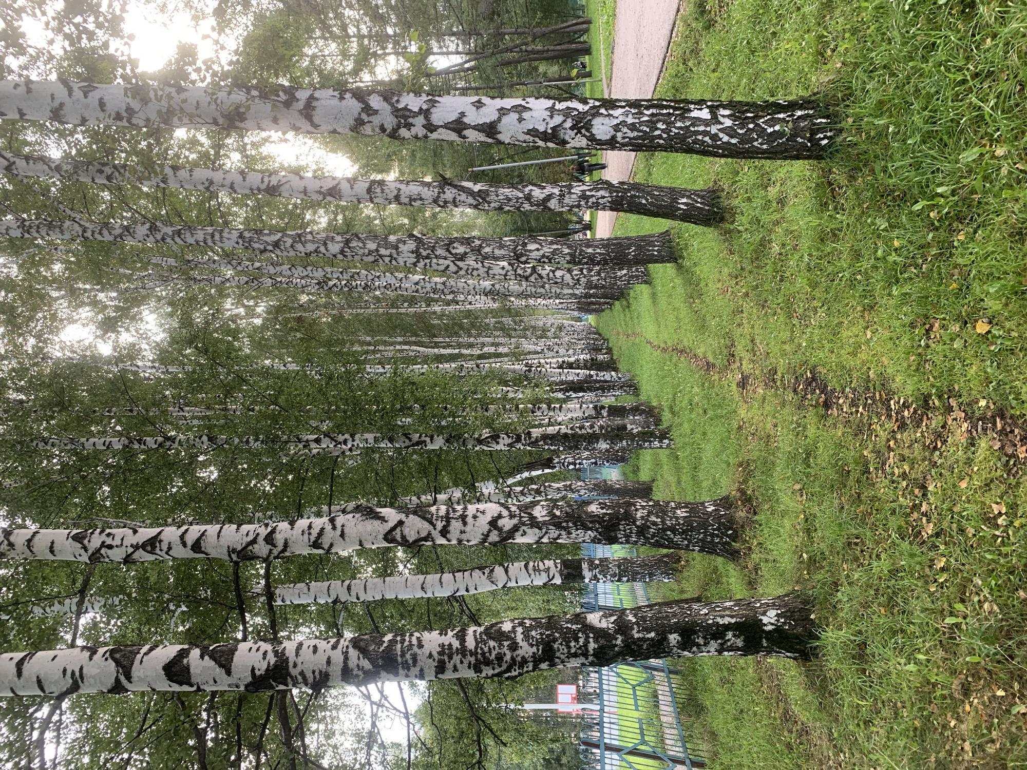 A straight line of birch trees with characteristic white and black bark runs along a narrow dirt path. The trees are closely spaced, creating a dense canopy overhead. On the left side of the path, a green metal fence encloses a grassy area with some scattered leaves and a red structure in the distance. On the right side, a paved walkway curves away, and two individuals are visible walking. The ground is covered in green grass, with some fallen leaves near the base of the trees. The sky is overcast with sunlight filtering through the leaves, creating a soft, diffused light. The overall scene suggests a park or a tree-lined avenue within a city. The location is identified as Prokopyevsk, Russia.