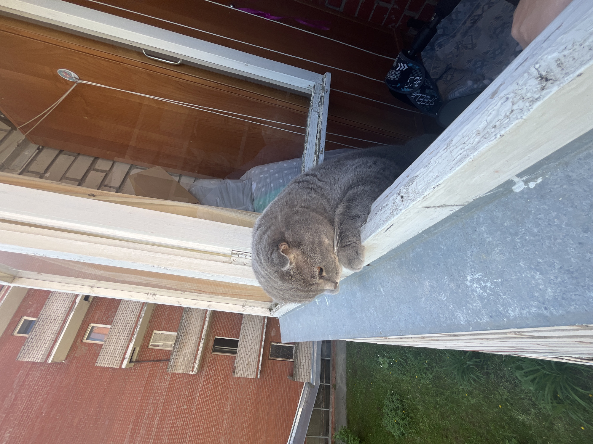 A gray cat is lounging on a windowsill in a multi-story building in Chaikovsky, Russia. The building is made of red brick with white accents around the windows. The cat is situated on the windowsill, facing out towards a green lawn with scattered white and yellow flowers. The exterior of the building is visible behind the window frame. Inside the building, a brown wood cabinet is visible, along with bags and other household items.
