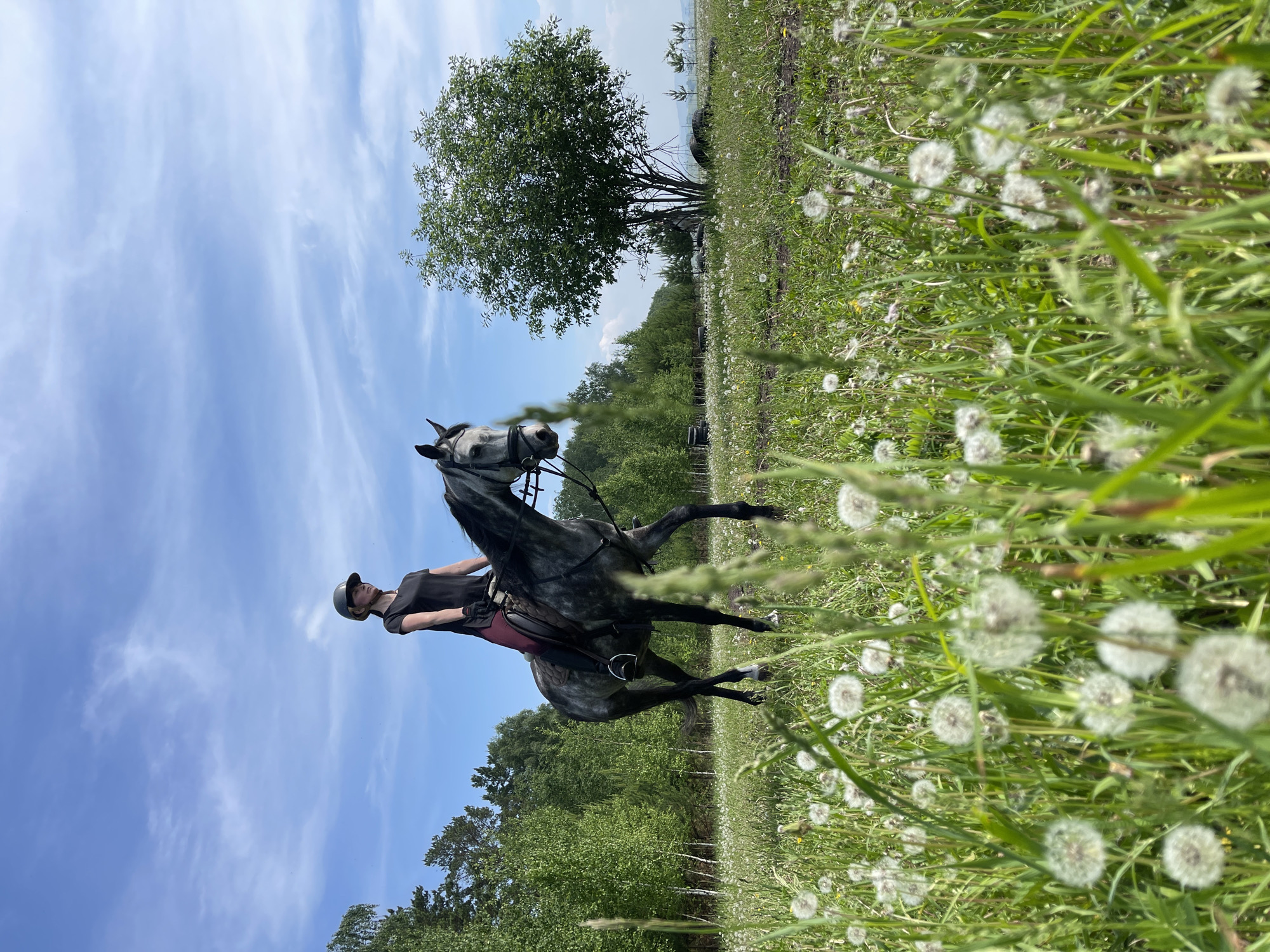 A woman wearing a black t-shirt, burgundy riding pants, and a black helmet rides a grey horse through a field of dandelions and tall green grass. The horse is facing right, with its head turned slightly towards the viewer. The rider is looking forward. In the background, a line of birch trees separates the field from a further forested area. A large, leafy tree stands in the middle ground to the right of the frame. The sky is blue with scattered white clouds. The overall setting appears to be a rural or semi-rural landscape, possibly on the outskirts of a city like Elita, Russia, given the hint provided.