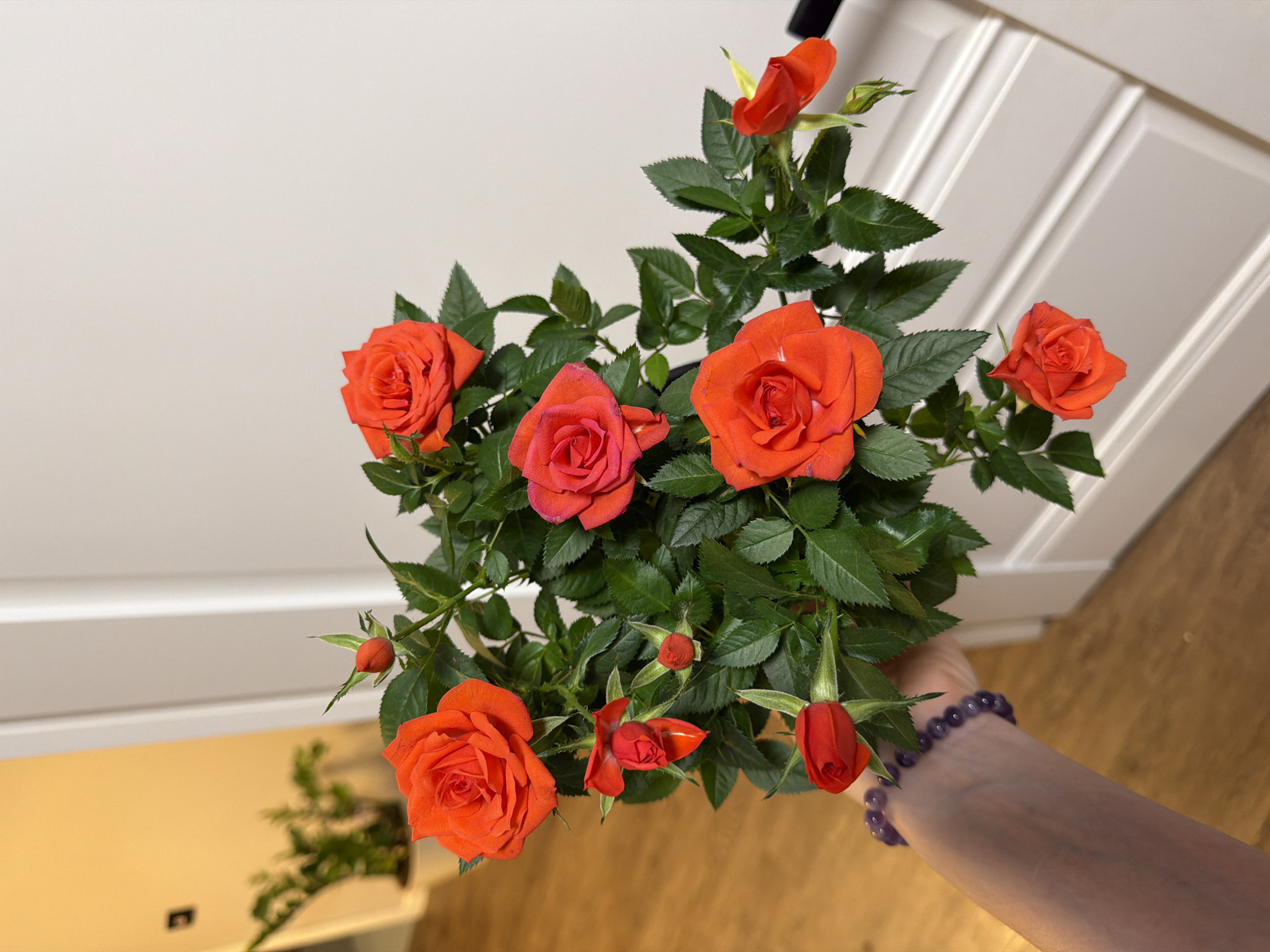 In this close-up, top-down shot, a person's arm, adorned with a beaded bracelet, is visible on the right side, holding a potted plant overflowing with vibrant orange roses. The roses, in various stages of bloom, from tightly furled buds to fully open flowers, are interspersed with lush green foliage. The background is divided, with the upper portion featuring a light-colored, textured wall that appears to be part of a cabinet or door with vertical paneling. The lower portion of the background is a warm, wooden surface, possibly a table or floor, with a subtle reflection. A hint of another plant with feathery green leaves is visible in the bottom left corner, suggesting a domestic setting. The lighting is soft and diffused, indicating an indoor environment, possibly in the daytime. No text is visible in the image. The overall impression is one of natural beauty and domestic tranquility.