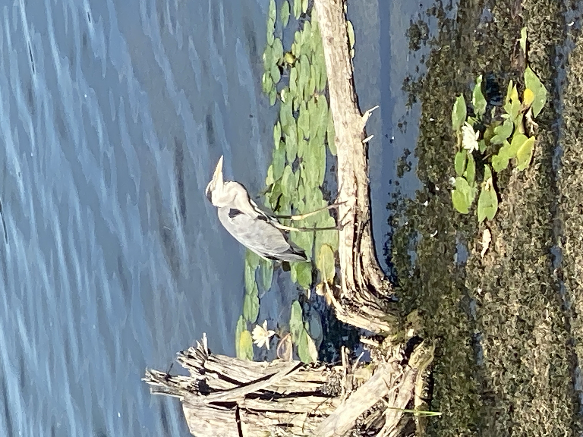 The image depicts a Great Blue Heron standing on a fallen log amidst a body of water with lily pads. The heron is mostly gray with some black and white markings, and its long, yellow legs are visible. A single white water lily is in bloom nearby, surrounded by green lily pads. The foreground shows a mossy bank and the edge of the water. The background is composed of the rippling blue surface of the water. The scene is a natural outdoor environment, likely a pond or lake, but its specific location within Purkersdorf, Austria, cannot be determined from the image alone.