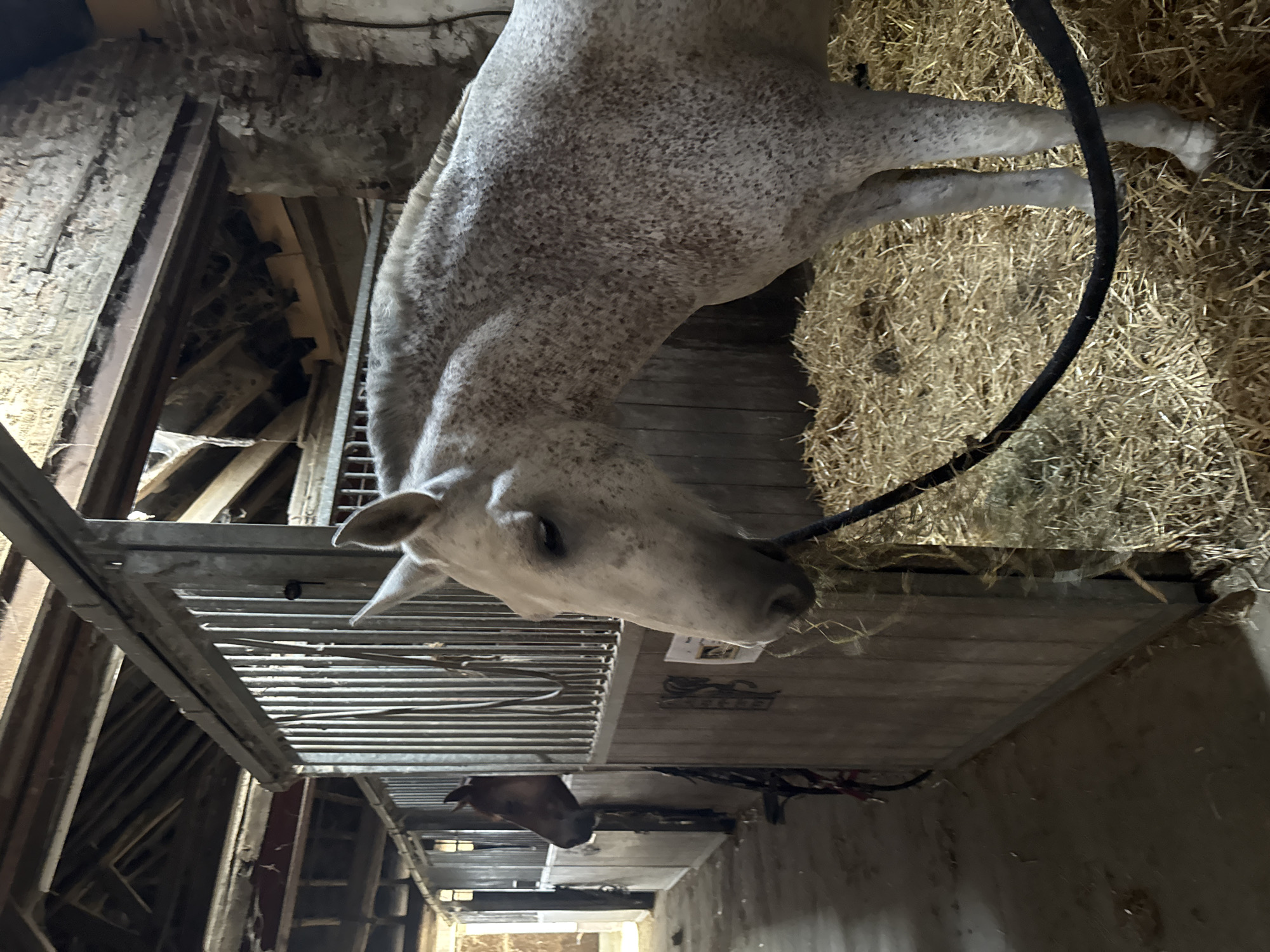 The image depicts the interior of a horse stable. In the foreground, a dappled grey horse is visible from its head to its front legs, standing on a bed of straw. The horse appears to be eating hay. Behind it, separated by wooden partitions and metal bars, is another horse, a darker brown color, visible from its head to its neck. The stable has a rustic appearance with wooden beams and brickwork visible in the ceiling and walls. The lighting is dim, suggesting it might be early morning, late evening, or indoors with minimal artificial light. The overall environment is characteristic of an agricultural setting, likely a farm or equestrian facility. The image does not contain any specific visual cues to pinpoint its location within Estaimpuis, Belgium, other than it being a horse stable.