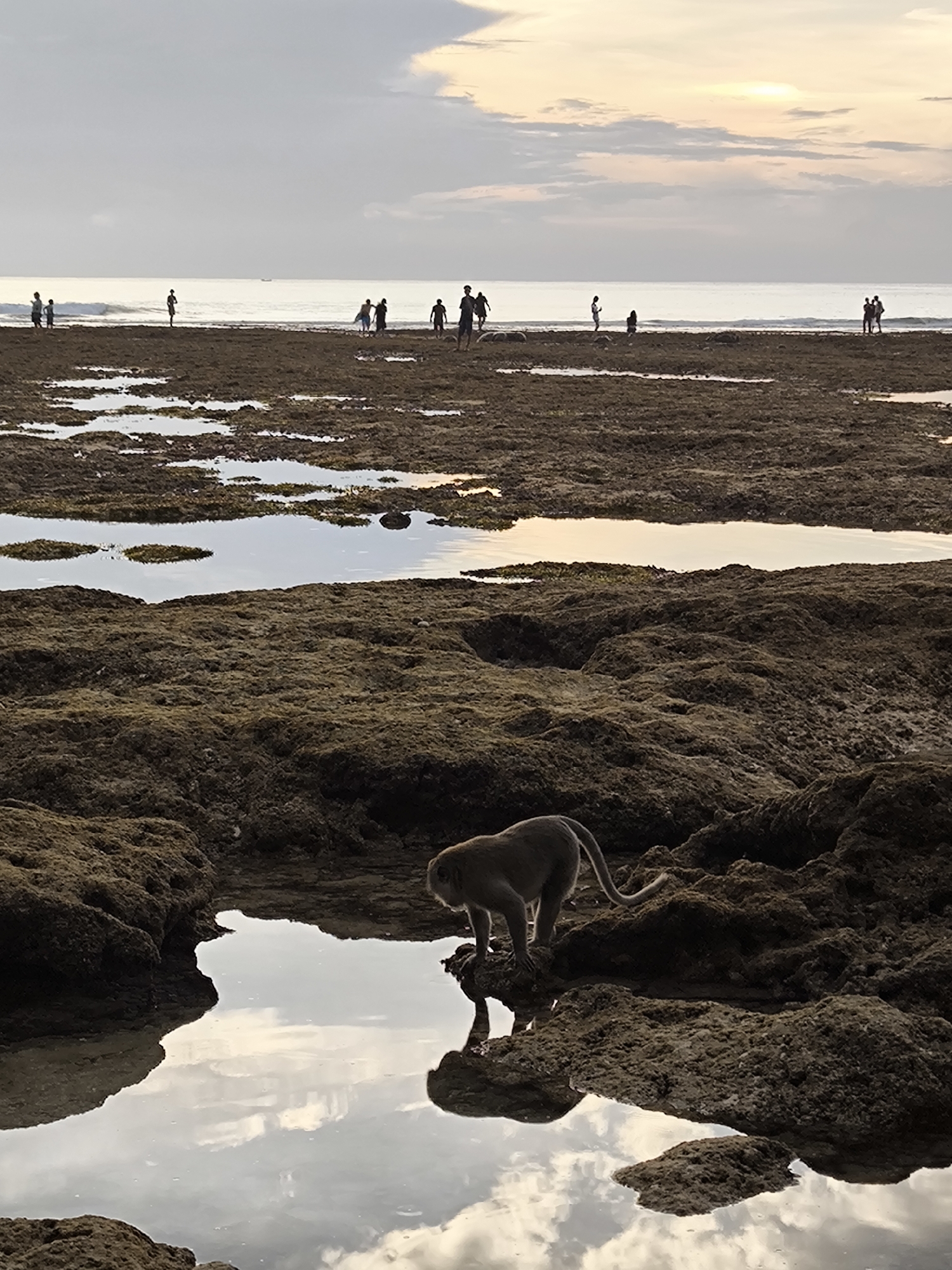 This image captures a scene at Uluwatu, Indonesia. In the foreground, a monkey stands on a rocky outcrop, its reflection visible in a small pool of water. The tide is low, revealing a wide expanse of rocky terrain with pools of water reflecting the sky. In the distance, several people are walking along the exposed seabed. The sky is overcast with patches of light, suggesting either sunrise or sunset.