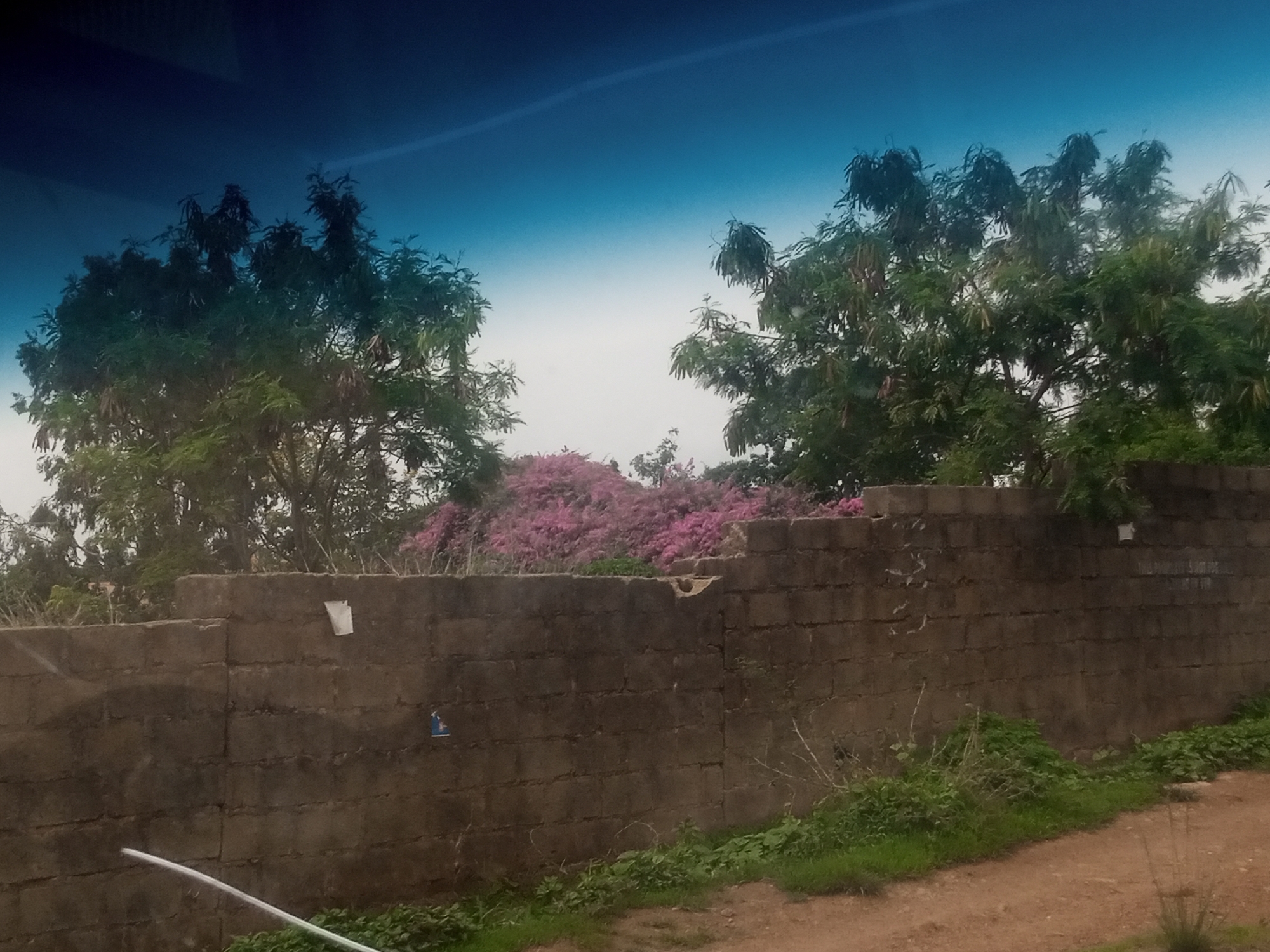 The image captures a street scene in Gura Top, Nigeria. A low, rough-hewn brick wall dominates the foreground, extending across the frame. The wall appears to be weathered and shows signs of age, with some sections cracked or uneven. Attached to the wall are two small, blue and white objects, possibly electrical components or decorative elements, and a small white paper or sticker. A white pipe or conduit runs horizontally along the bottom of the image, originating from the left and disappearing to the right.
Behind the wall, lush green trees with dense foliage are visible. To the left, a large tree with lighter green leaves stands prominently. To the right, another dense tree with darker green leaves is partially obscured. In the center, behind the wall and between the two trees, a vibrant explosion of pink flowers creates a striking visual contrast. These flowers appear to be growing in a dense cluster, possibly a bush or a small tree in full bloom.
The sky above is a gradient of deep blue at the top, fading into a lighter, hazy blue-white towards the horizon. The overall impression is of a rural or suburban environment, with the natural elements of trees and flowers juxtaposed against the man-made structure of the brick wall. The ground in front of the wall is a dirt path or road, with patches of grass and some dry vegetation growing along the edge of the wall. The scene suggests a warm climate, typical of Nigeria.