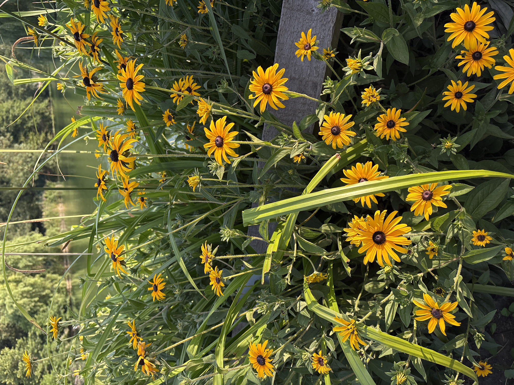 A close-up, eye-level shot captures a dense cluster of black-eyed Susans (Rudbeckia hirta) in full bloom. The vibrant yellow petals, characteristic of the flower, surround dark brown to black centers. The flowers are arranged at various heights, with some in sharp focus and others slightly blurred due to the shallow depth of field. Long, green, blade-like leaves are interspersed among the flowers, some exhibiting a striped pattern of lighter green. A weathered, wooden plank runs horizontally across the lower right portion of the frame, partially obscured by the foliage. In the background, out of focus, is a body of water, likely a pond or lake, reflecting the soft green hues of surrounding trees and vegetation. The lighting suggests it is a sunny day, with dappled sunlight illuminating the flowers and casting shadows. The scene depicts a naturalistic setting, possibly a garden or park, with no people or animals visible. Based on the floral subject and the naturalistic environment, this scene is evocative of a summer bloom in a park, and given the prompt, it is to be considered located in the city of Chelmsford, United Kingdom.