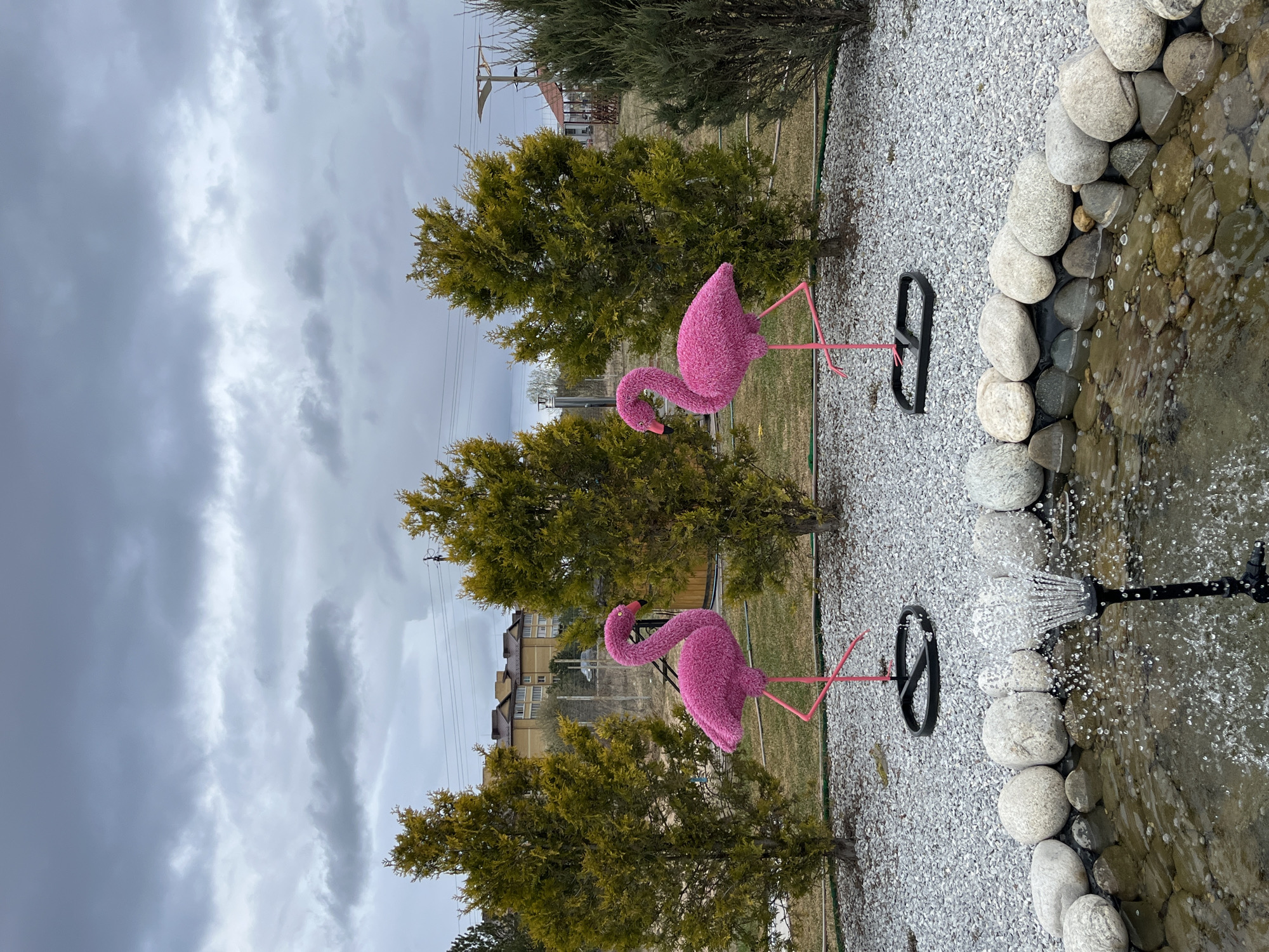 The scene depicts an outdoor area with two pink flamingo statues positioned near small, evergreen trees. The ground is covered in white gravel, bordered by larger, smooth stones lining a water feature or pond. A black, circular object, possibly a base or support, sits near one of the flamingos. Water is actively spraying from a black nozzle or fountain within the pond. The background shows a cloudy sky and glimpses of buildings, suggesting an urban or suburban setting. The context of Bezborodovo, Russia, implies this is a garden or decorative area within the city.