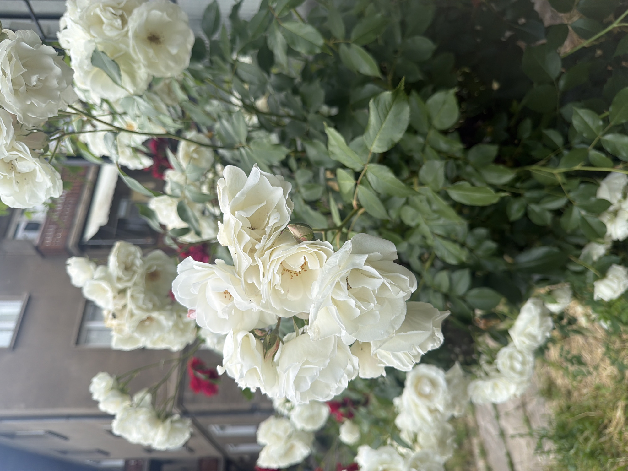 This vertical image prominently features a dense cluster of white roses in full bloom, dominating the foreground and midground. The roses have numerous soft, creamy-white petals, with some showing faint yellow or brownish centers. Several individual blooms and unopened buds are visible, connected by green stems. Surrounding and behind the roses is a profusion of lush green foliage, characteristic of a rose bush, creating a rich natural backdrop.
In the blurred background to the left, a light-colored building is partially visible, featuring indistinct windows and architectural details that suggest an urban or residential setting. Faint, illegible text can be observed on the building's facade. Towards the right side of the background, blurred patches of green foliage and some dry, lighter-colored grass are present, hinting at a garden or natural ground area. Subtle hints of reddish or pinkish flowers are also discernible in the deeper background, adding a touch of complementary color.
The scene is illuminated by bright, natural daylight, indicating a clear or partly cloudy day during morning or afternoon hours, given the soft and even lighting without harsh shadows. No specific activity or event is taking place, as the image focuses on the natural beauty of the blooming flowers. The photograph captures a serene and vibrant moment of nature, situated in Sofia, Bulgaria.