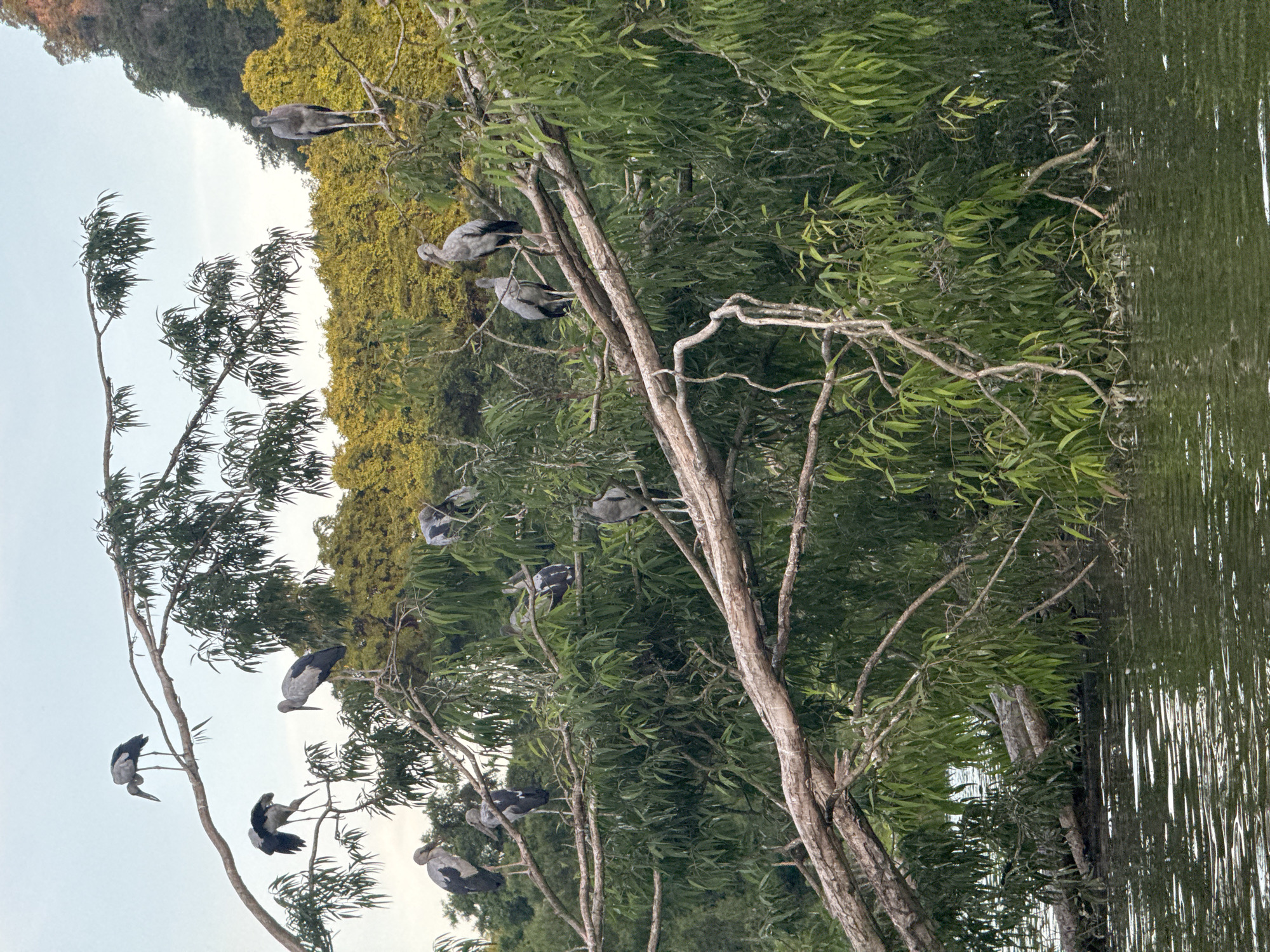The image shows a flock of Asian Openbill storks perched on a fallen tree that is partially submerged in water. The storks are mostly gray with black wings and white undersides. They are distributed across the branches of the tree, with some standing and others preening or resting. The background features lush green foliage and a distant hillside with yellow-leafed trees. The water surface is rippled and reflects the surrounding vegetation and sky. The scene appears to be a natural habitat for these birds, likely a wetland area. The specific location in Yên Sơn Ward, Vietnam, suggests a potentially rural or semi-rural setting characterized by abundant vegetation and bodies of water.