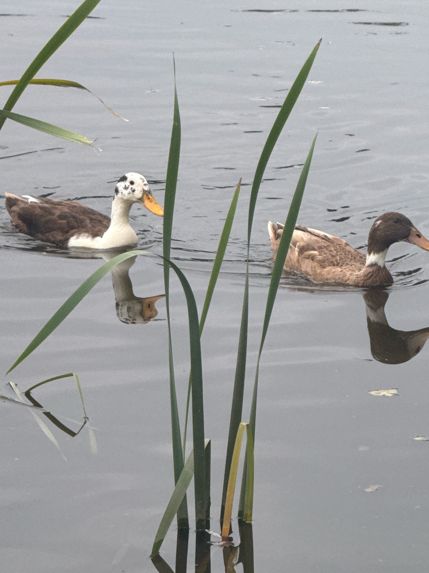 Two ducks are swimming in a body of water near some reeds in the city of Galinė, Lithuania. The duck on the left is predominantly white with brown patches on its back and head. It has a white patch on its wing and an orange beak. The duck on the right is mostly brown with a white ring around its neck and an orange beak. Both ducks are reflected in the water. The water is calm and appears to be a lake or pond, with some small bits of debris floating on the surface. The reeds are green and extend out of the water, obscuring parts of the scene. The sky is overcast, giving the scene a muted, gray tone.
