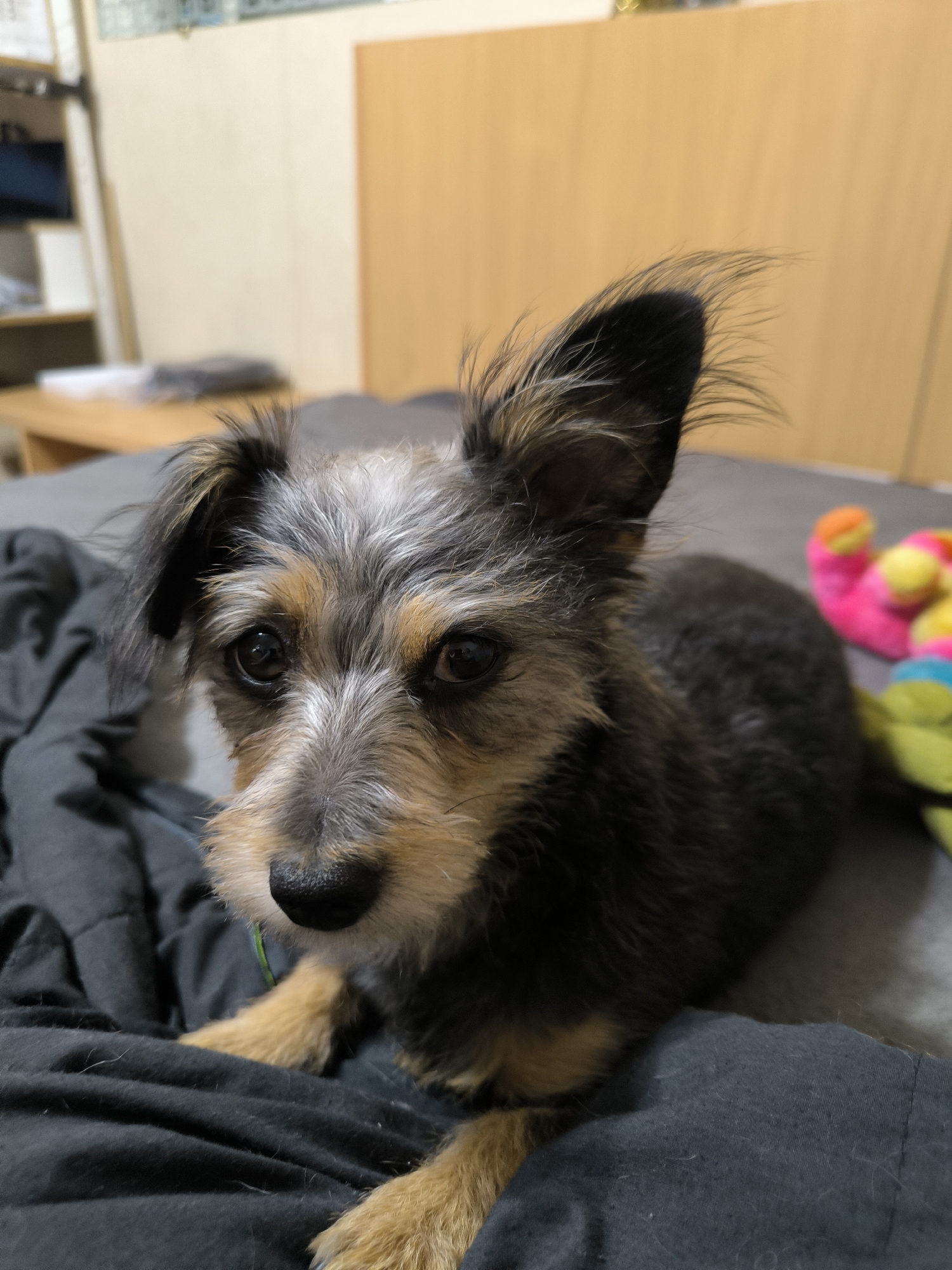 A close-up, eye-level, vertical, medium shot focuses on the face and upper body of a small, scruffy terrier mix dog lying on a dark gray comforter. The dog has a light brown snout and white markings on its face, with gray and black fur on its head. Its ears are erect and pointed with fuzzy tips. The dog's eyes are dark and alert, and it is looking directly at the camera. The dog appears to be wearing a thin green collar. In the background, a colorful stuffed toy is visible, partially blurred, to the right of the dog. The background also includes a wooden headboard and a wall with some shelving. The scene is indoors, likely a bedroom. The location is unknown but it is not Mykolaiv, Ukraine.