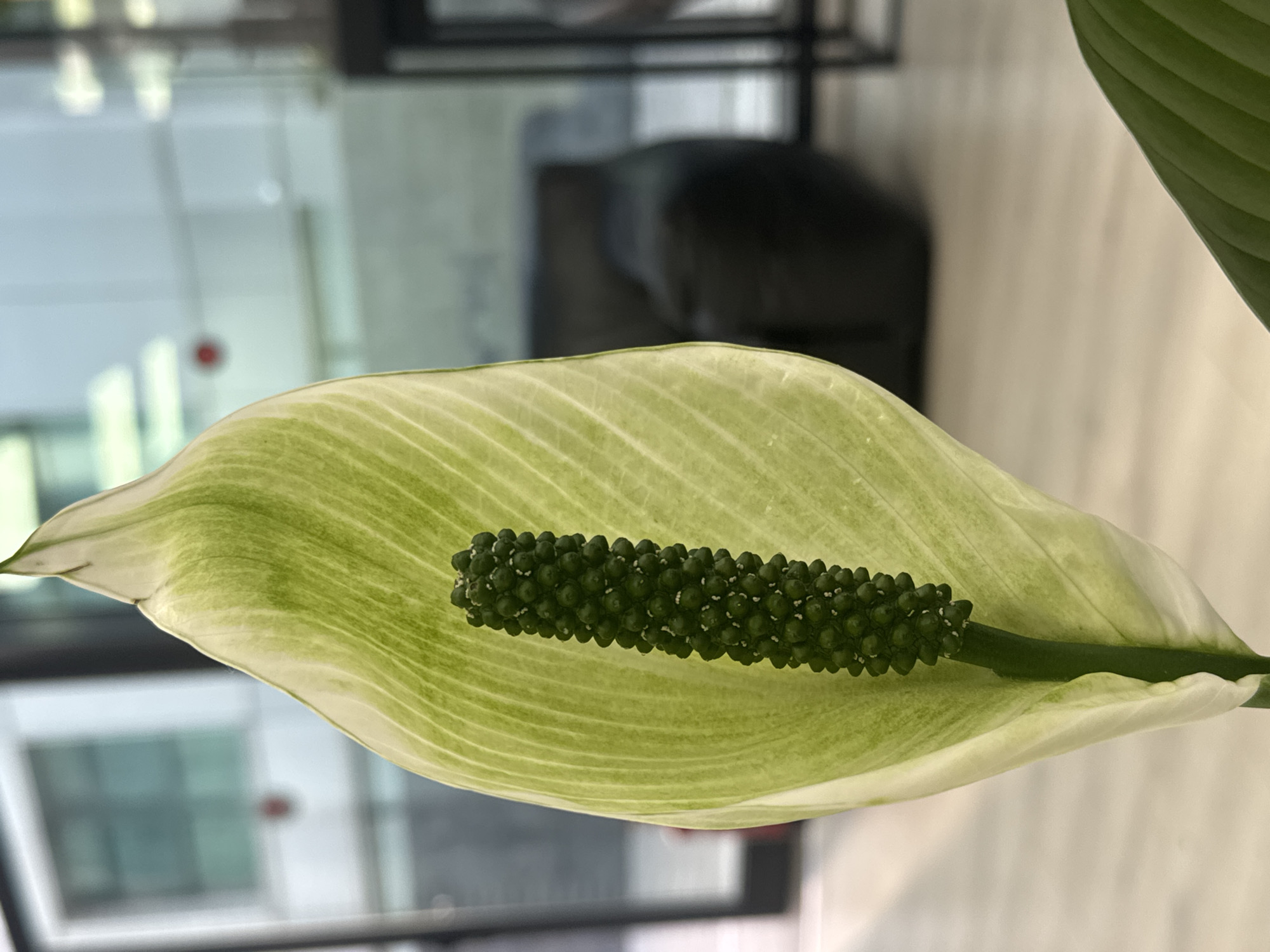 A close-up photograph depicts a peace lily blossom in the interior of a building. The spathe is mostly white with green striations, and the spadix is green and covered in small nodes. The background shows a glass wall with blurred details of furniture and the outdoors. The location is identified as Tel-Aviv, Israel. No people are visible in the image.