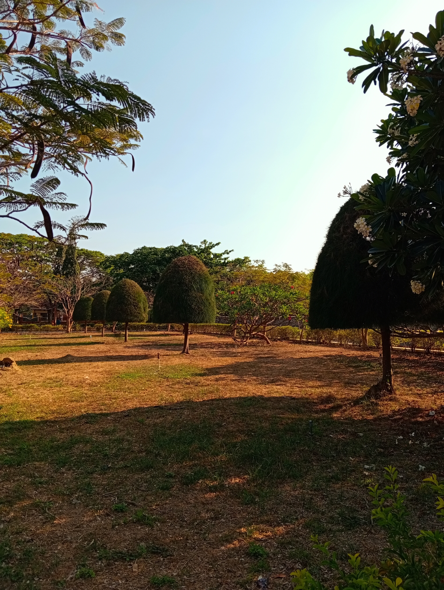 This image depicts a serene park or garden scene, likely captured during the golden hour of either early morning or late afternoon, indicated by the long shadows stretching across the ground and the warm, golden light illuminating the landscape. The sky is clear and bright blue, suggesting fair weather.
The ground in the foreground and middle ground consists of dry, light brown grass and fallen leaves, interspersed with patches of greener grass. On the far left, a large tree with intricate, feathery green foliage and long, dark seed pods frames the upper corner of the shot. In the middle ground, a row of several cone-shaped topiary trees or shrubs stands neatly aligned, receding into the distance.
To the right, a flowering tree, possibly a Plumeria (Frangipani), with dark green leaves and clusters of white blossoms, partially frames the upper right portion of the image. The background is filled with a lush variety of trees, forming a dense green canopy that extends across the horizon.
The scene is devoid of human presence or activity, emphasizing the natural tranquility of the park. No visible text is present in the image. The location context provided indicates this peaceful setting is in Phan Rang – Tháp Chàm, Vietnam.